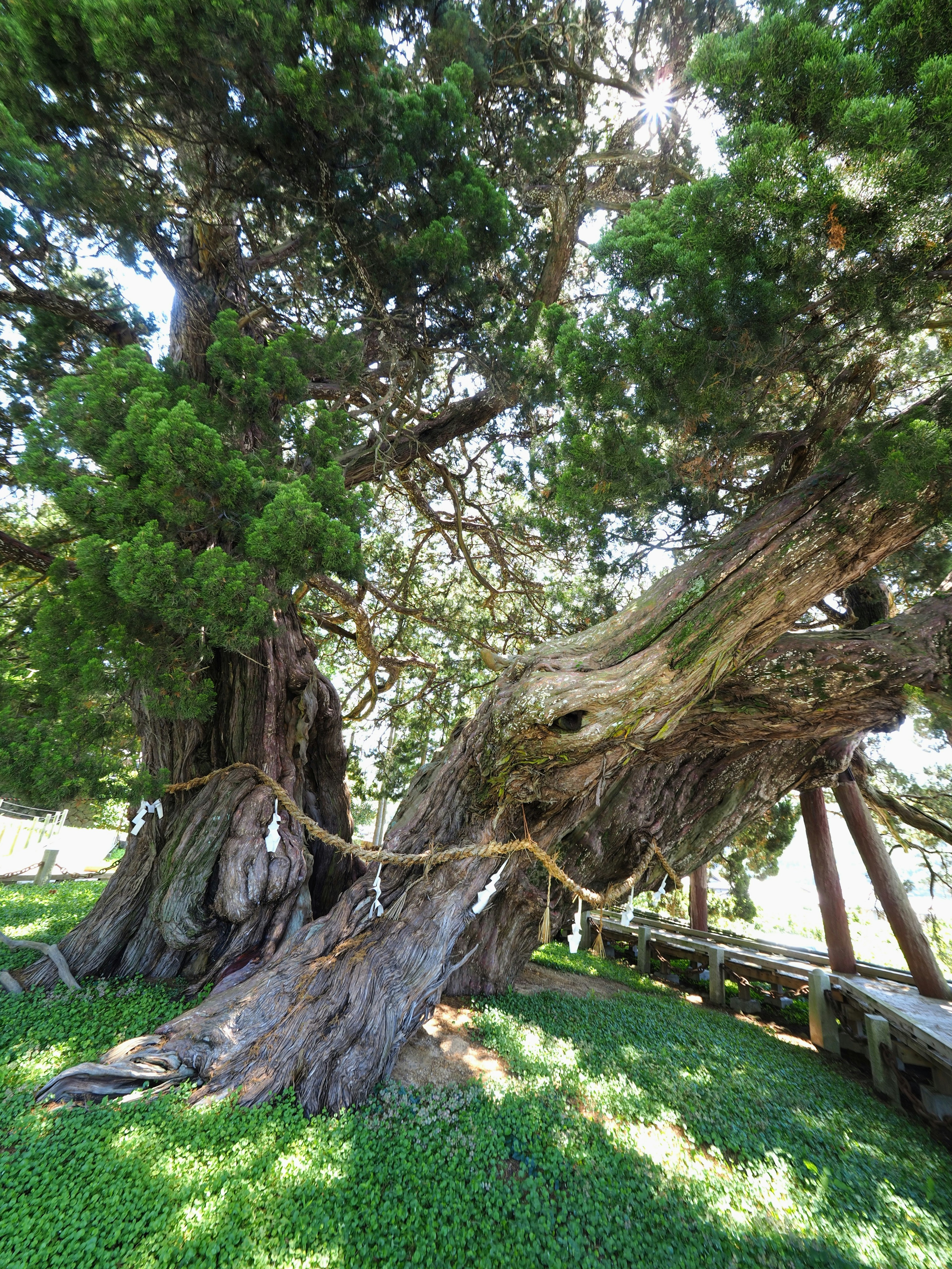 Albero antico con tronco contorto e erba verde lussureggiante