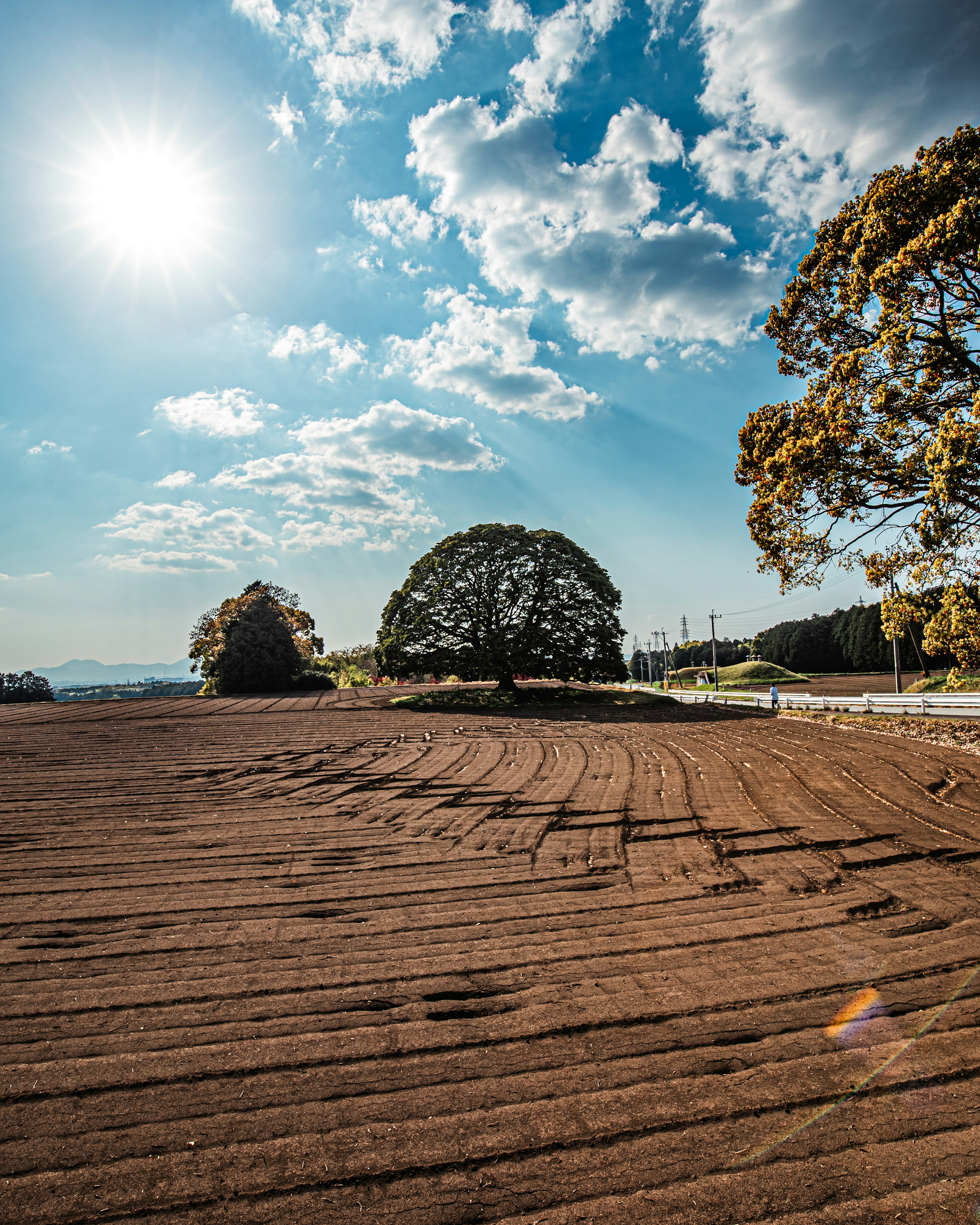 Paysage avec des champs et un grand arbre sous un ciel bleu