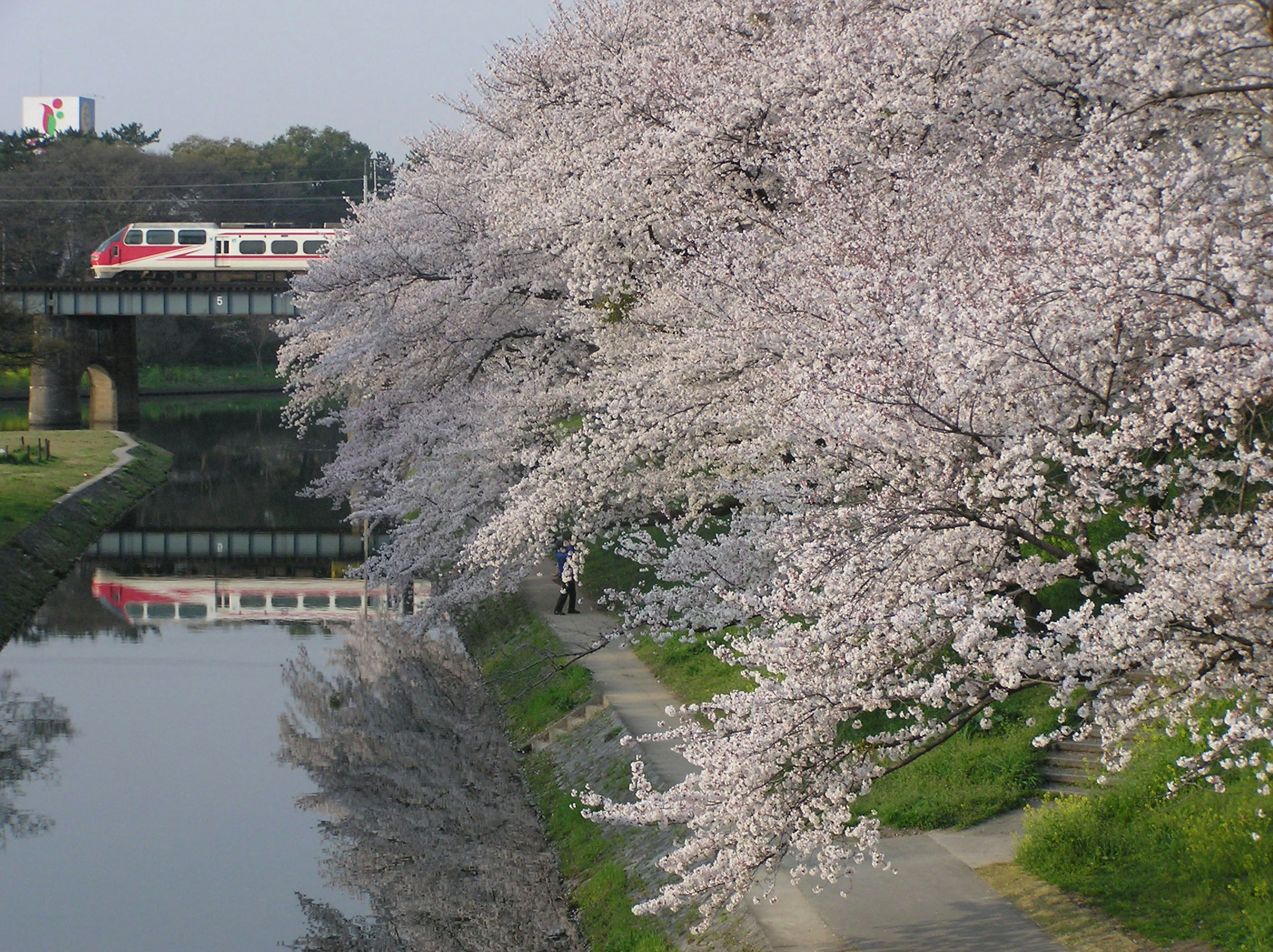 Scenic view of cherry blossom trees along a river with a train passing by