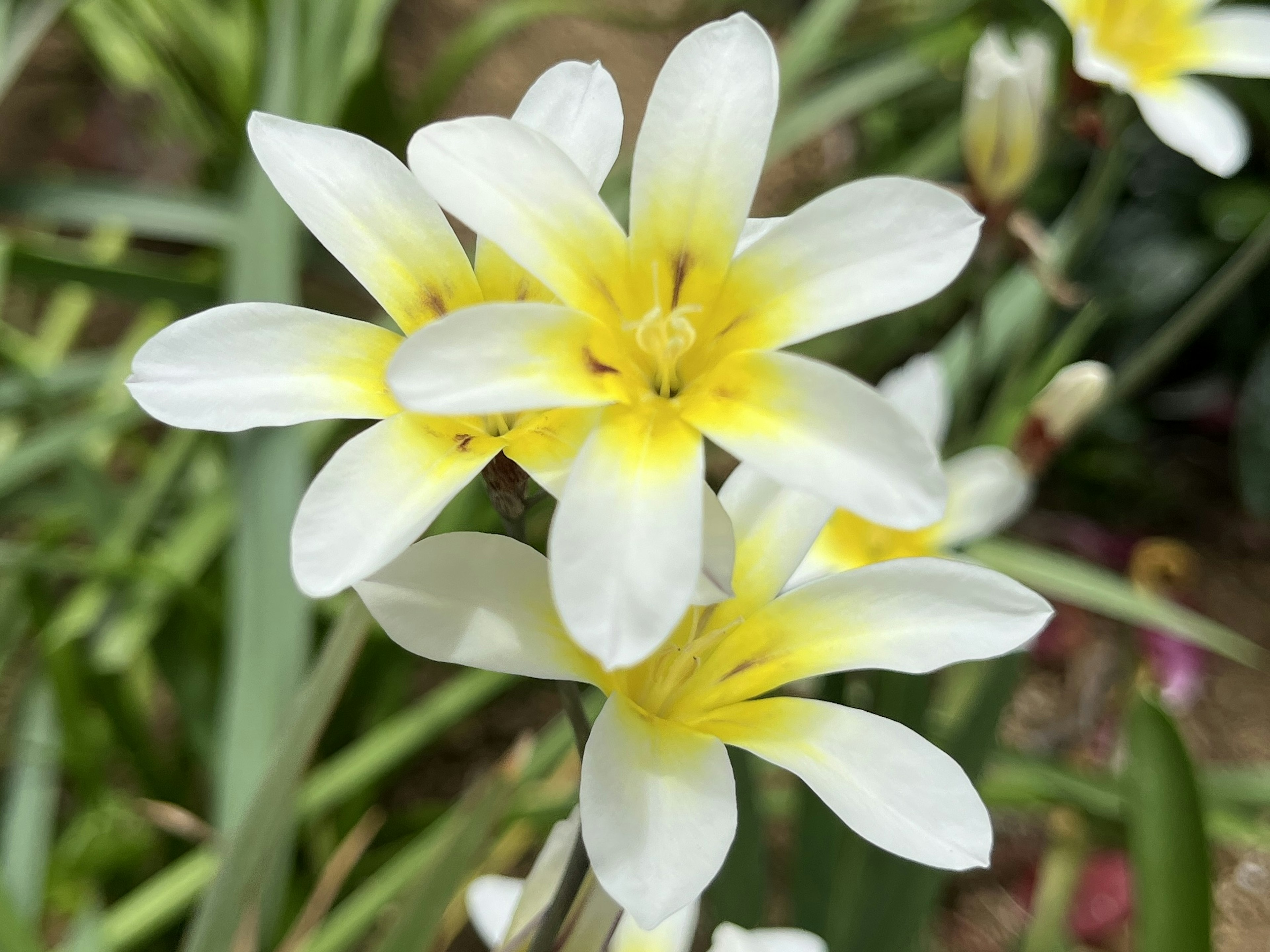 白と黄色の花が集まっている様子