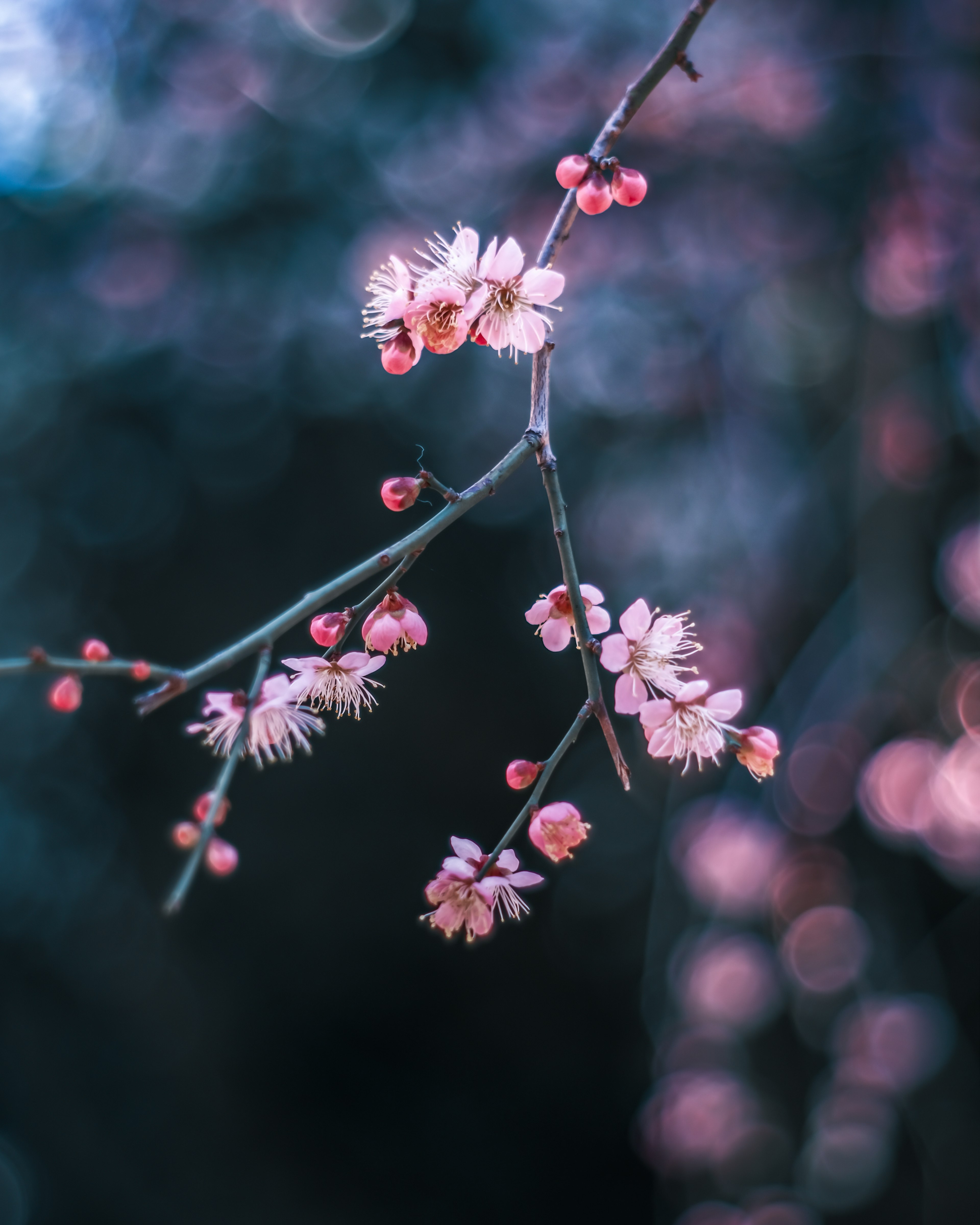 Branche avec de belles fleurs roses et un arrière-plan flou