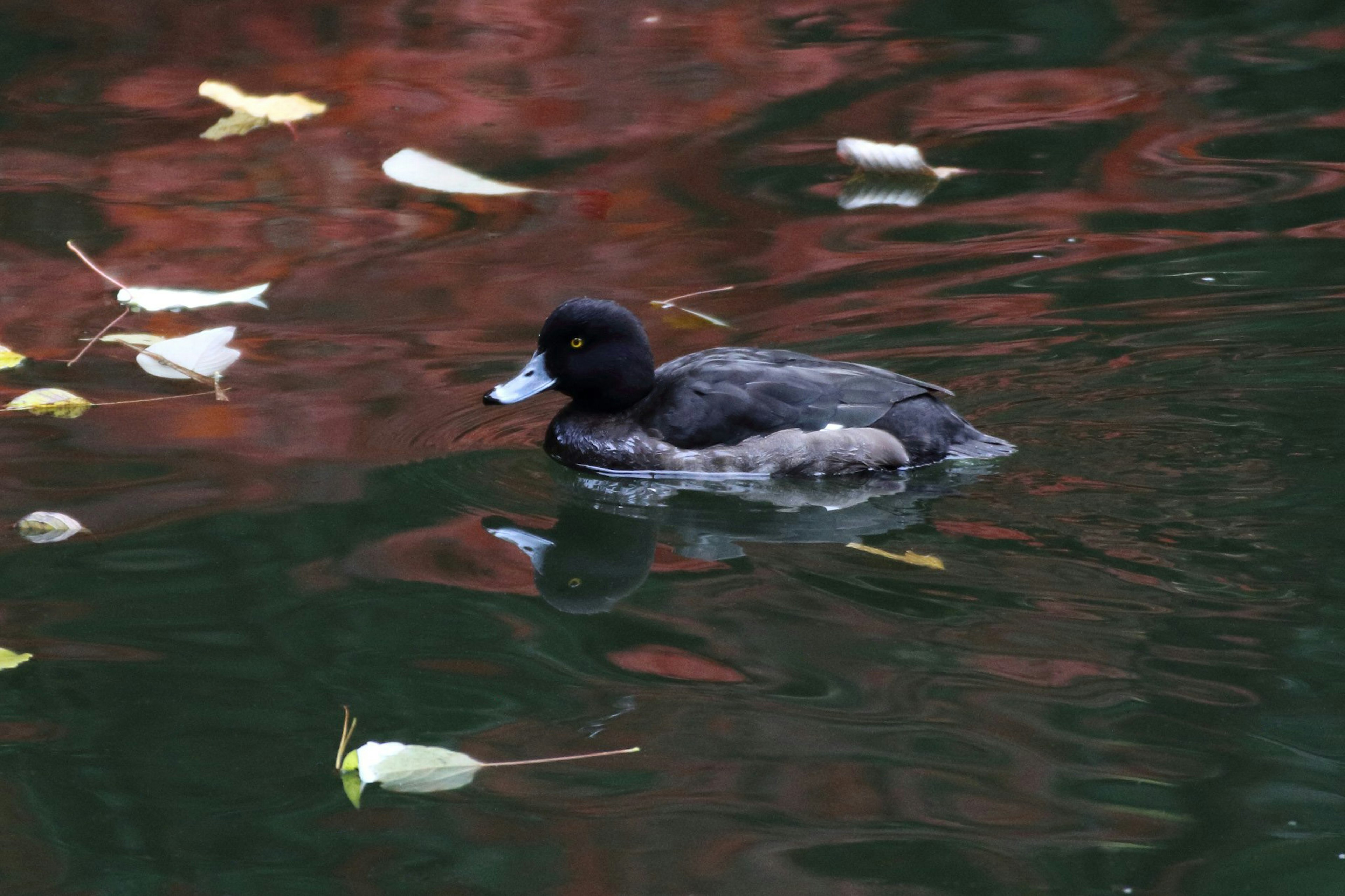 Anatra grigia che galleggia sull'acqua circondata da foglie cadute