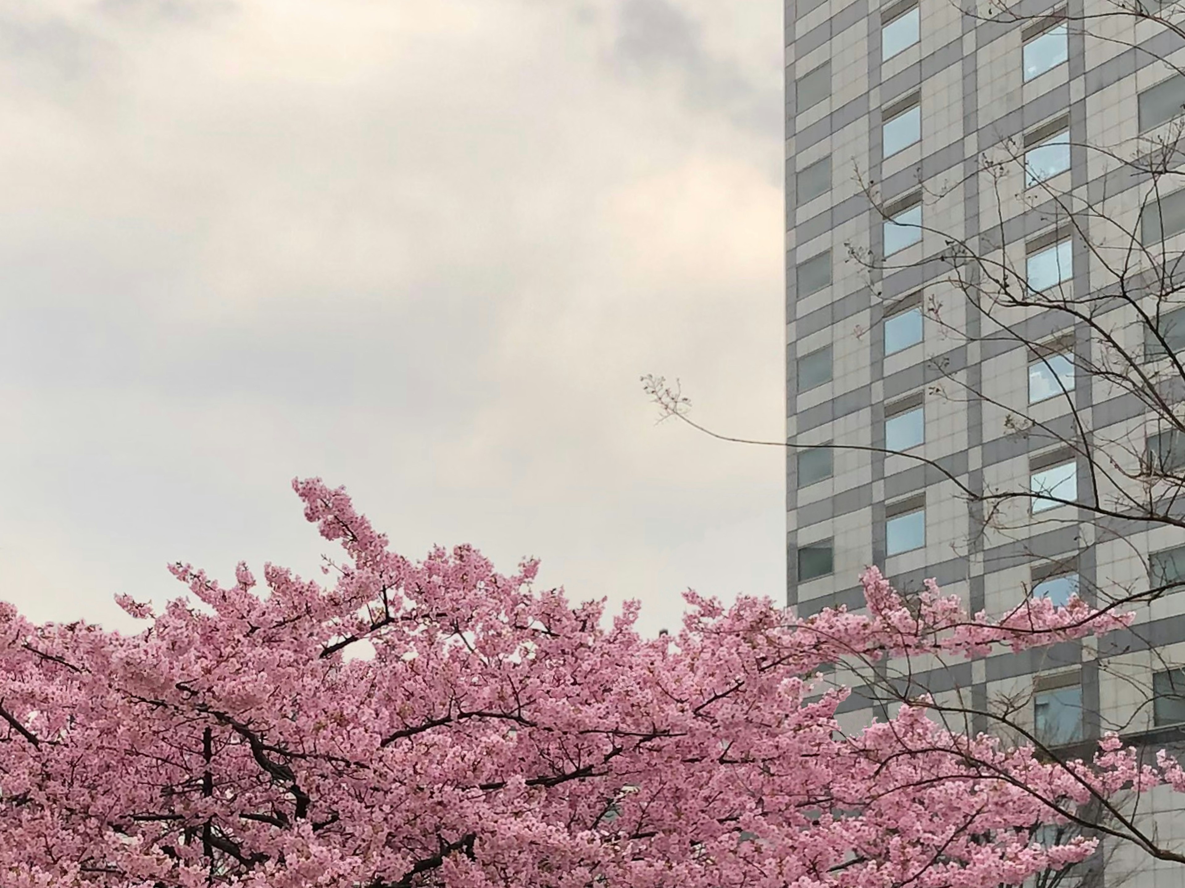 Árbol de cerezo en flor con un edificio moderno de fondo