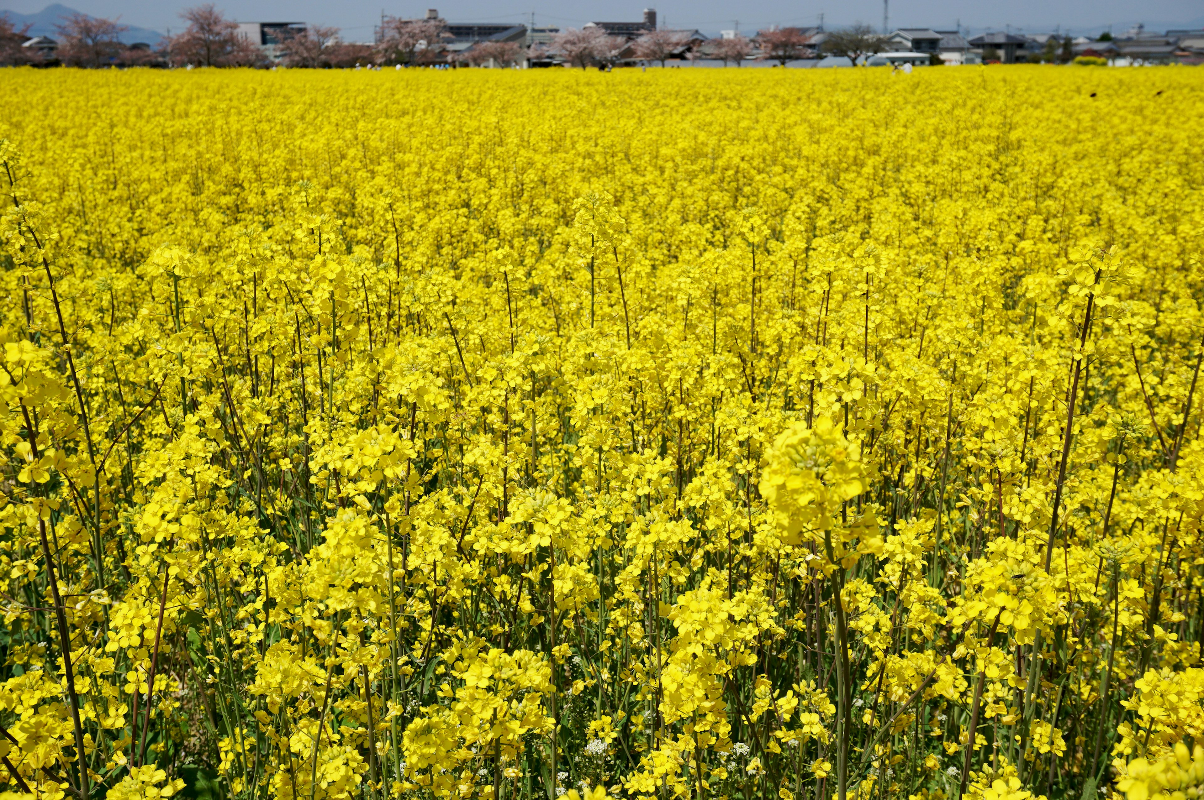 Weites Feld mit leuchtend gelben Rapsblüten unter klarem blauen Himmel