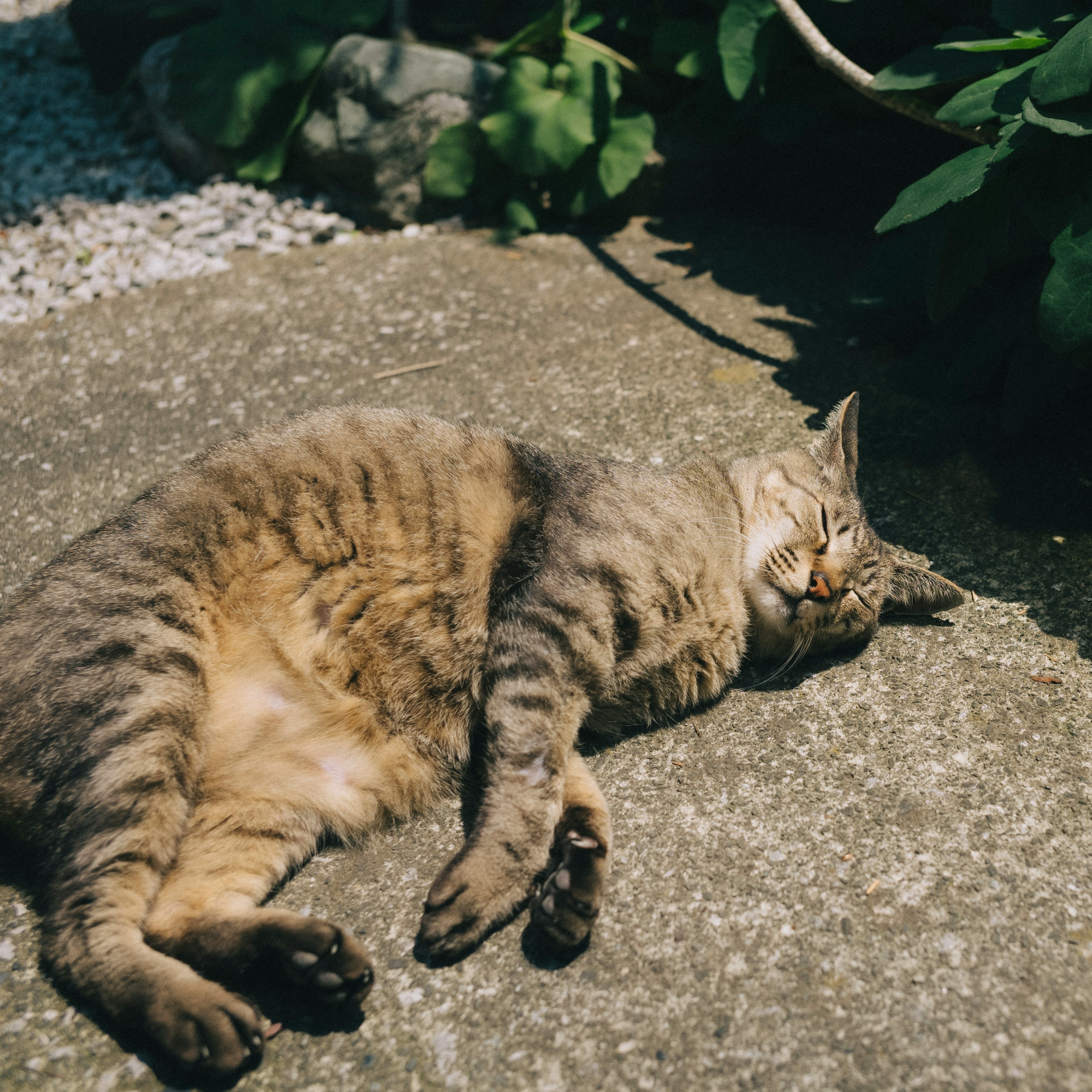 日向で寝ている猫の横たわる姿と周囲の緑