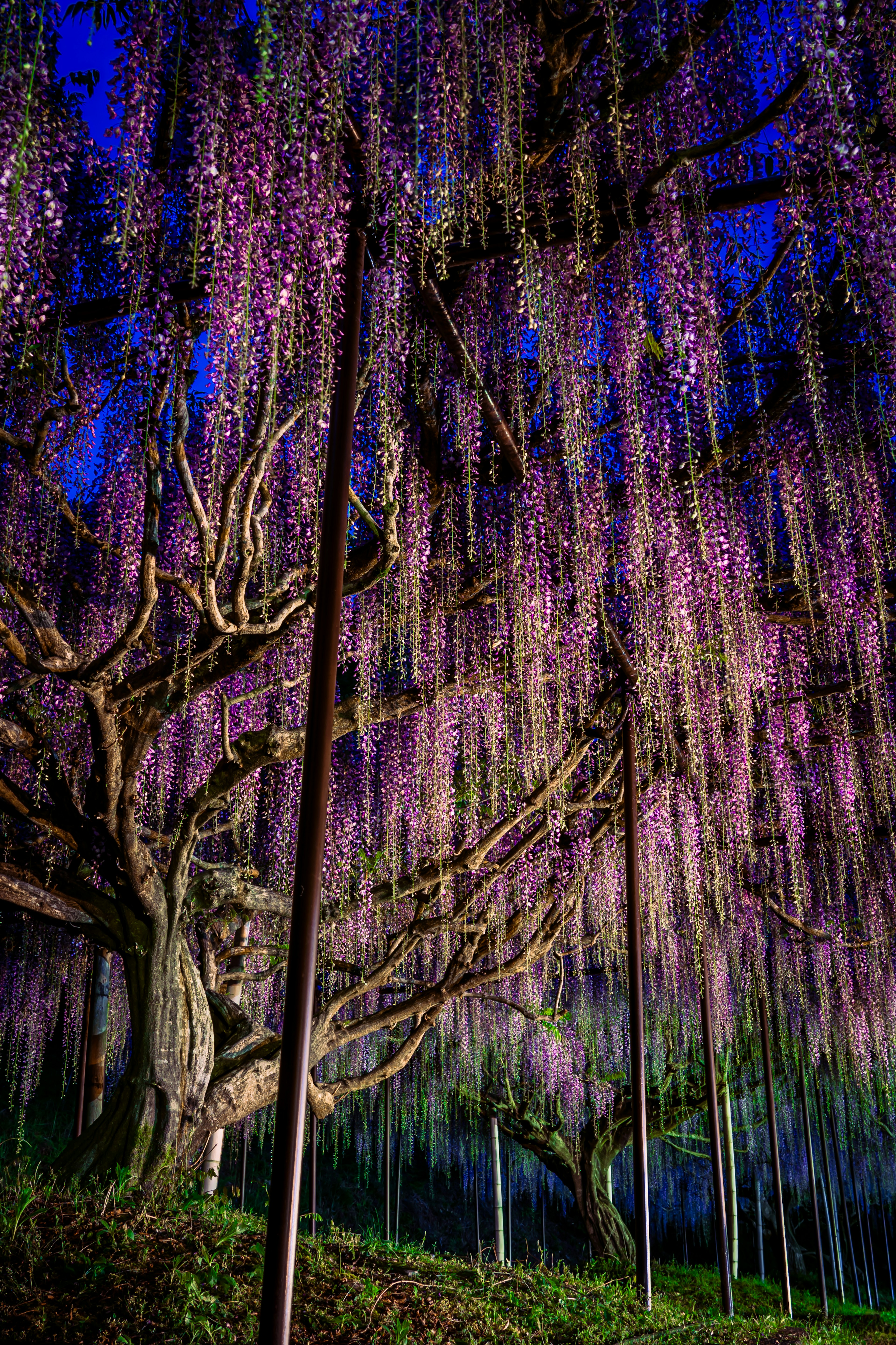 Pemandangan indah pohon besar dengan bunga wisteria ungu yang menggantung