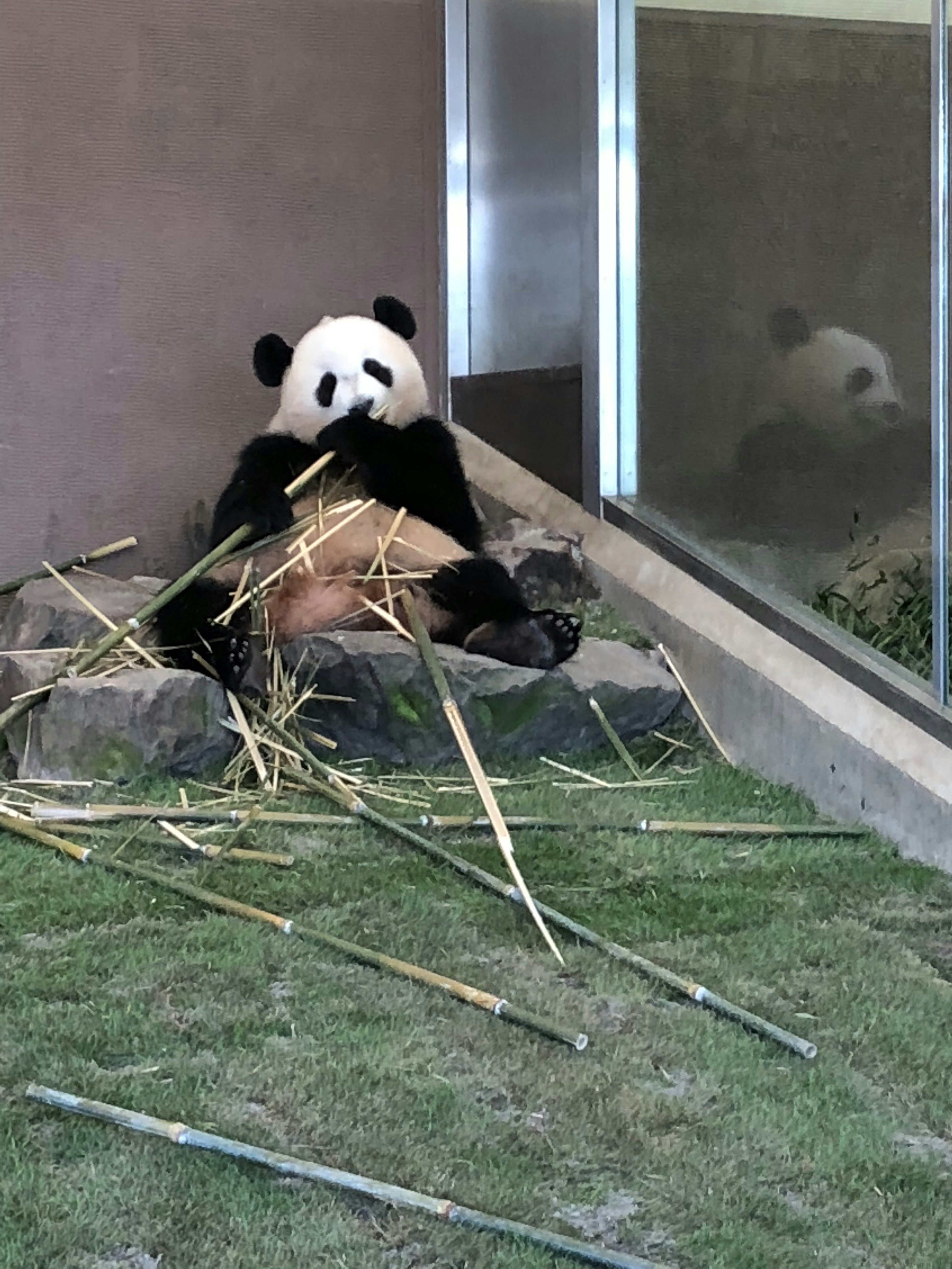 Seekor panda bersantai di atas rumput dikelilingi oleh batang bambu