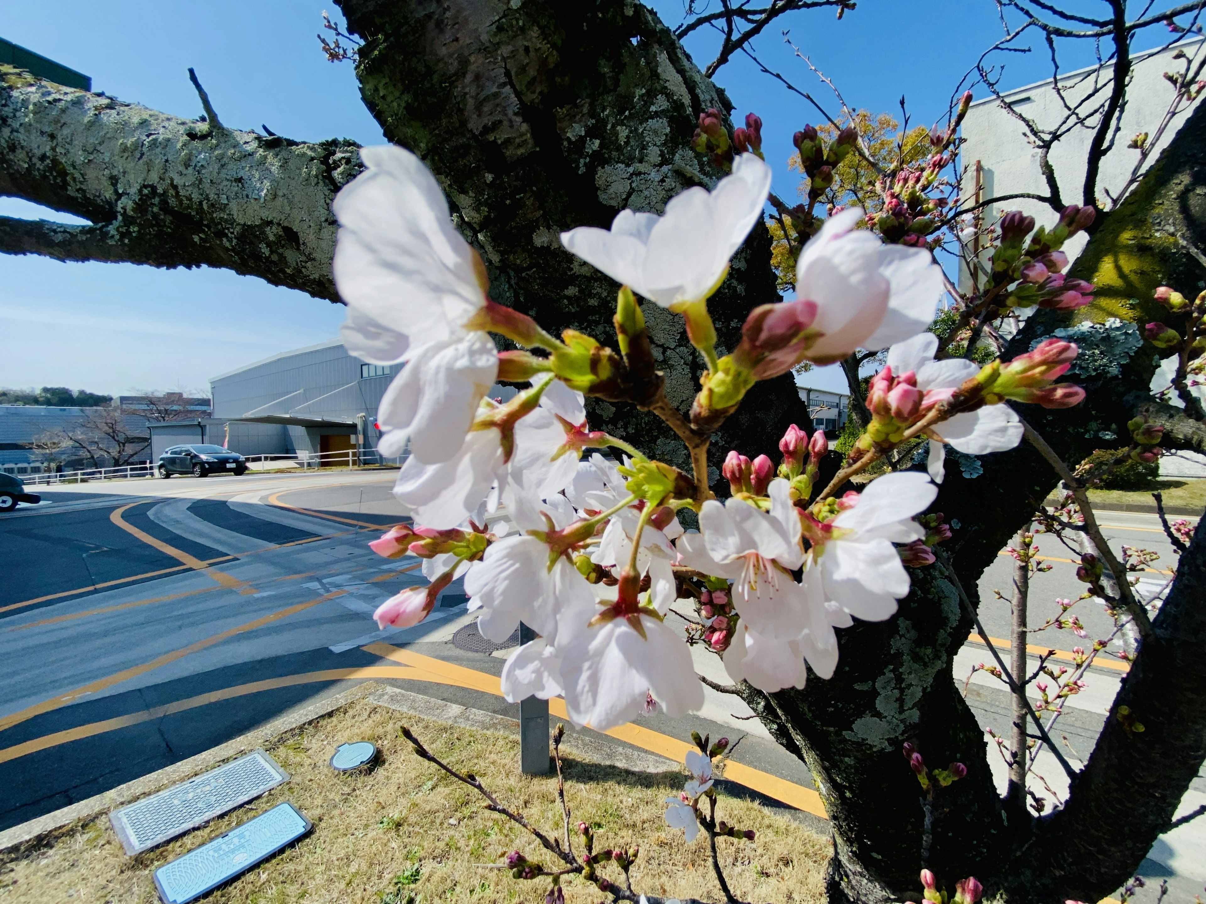 Close-up of cherry blossoms blooming on a tree