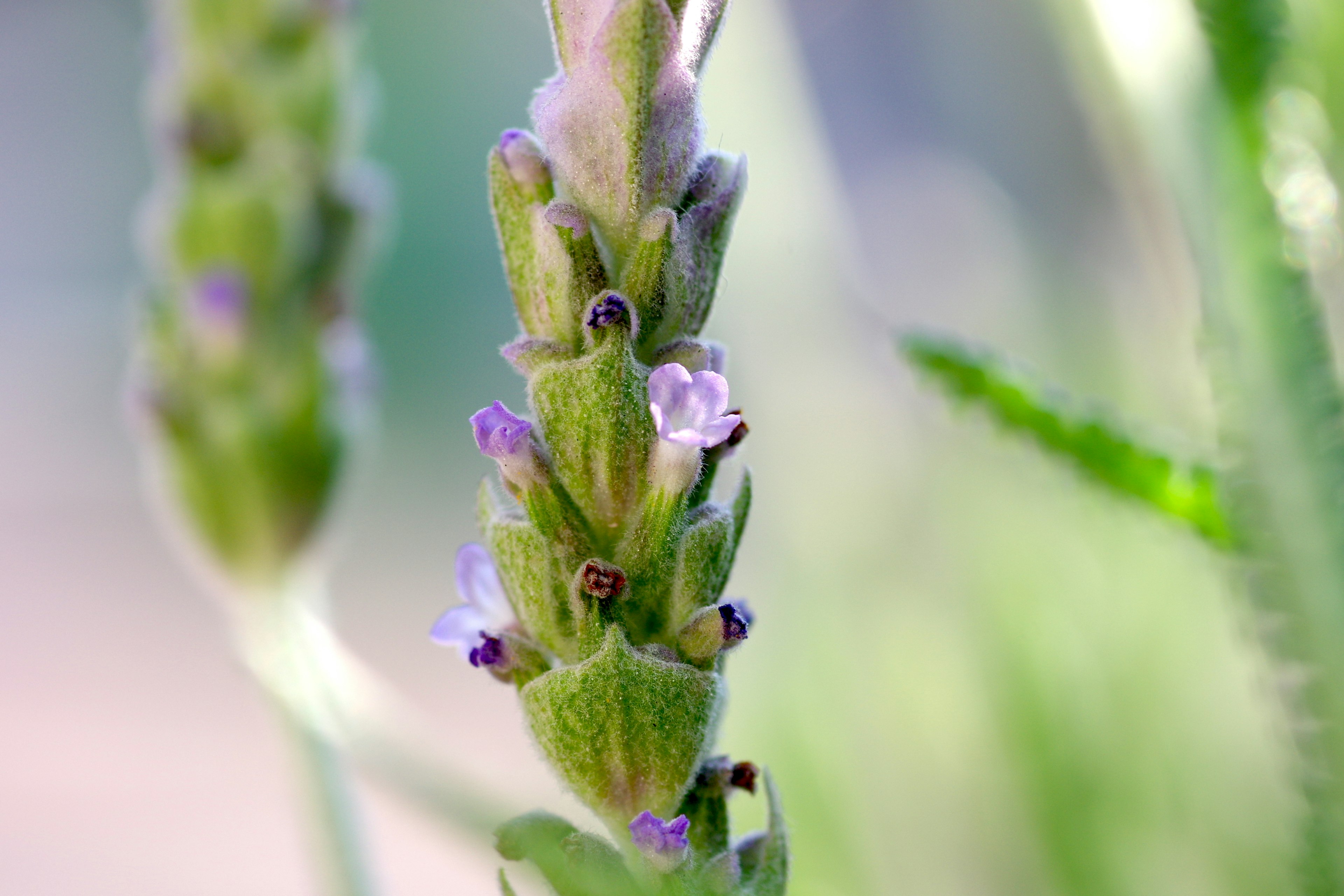 Close-up dari spike lavender dengan batang hijau dan bunga ungu