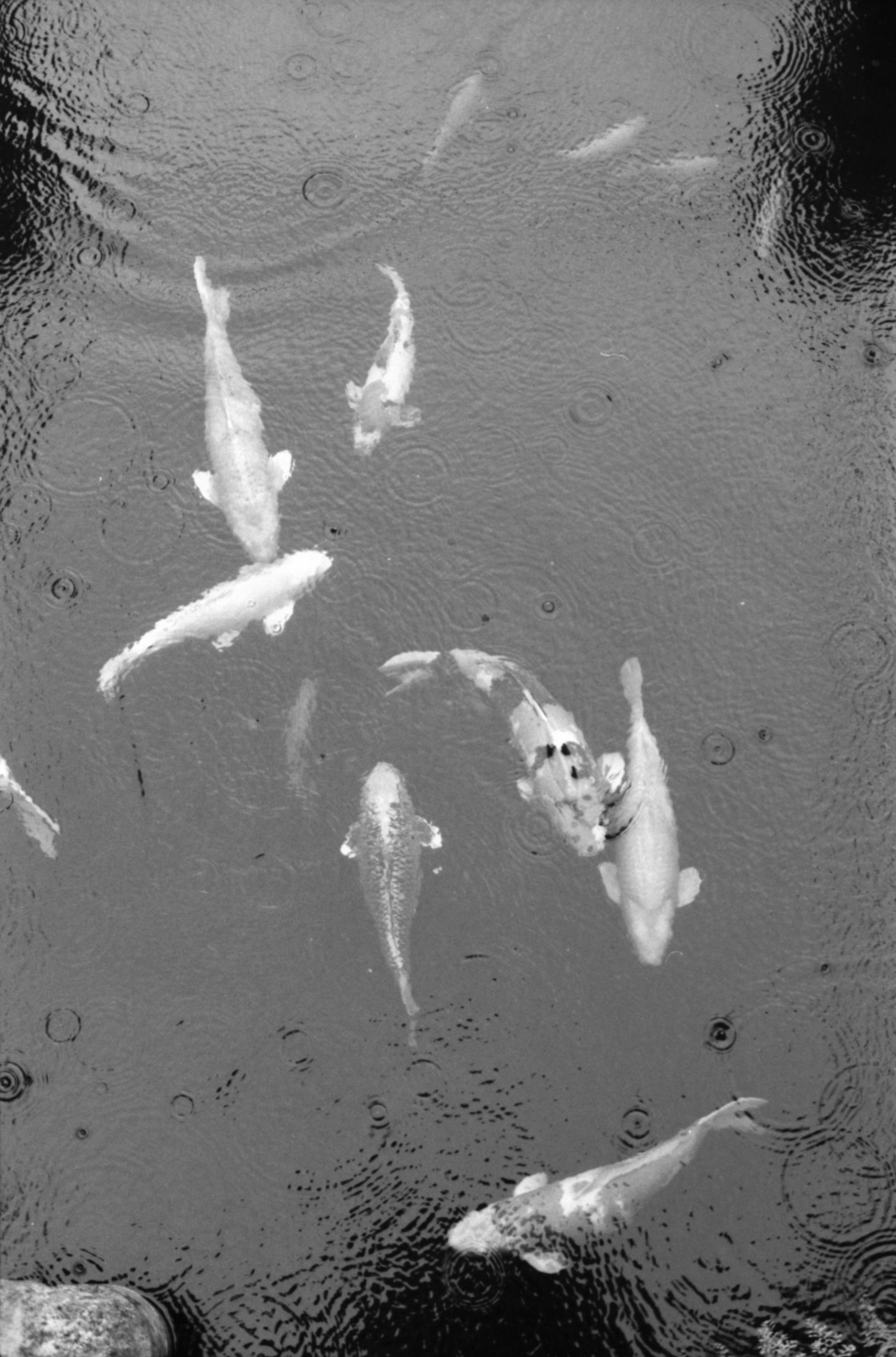 École de carpes koi nageant dans un étang image en noir et blanc