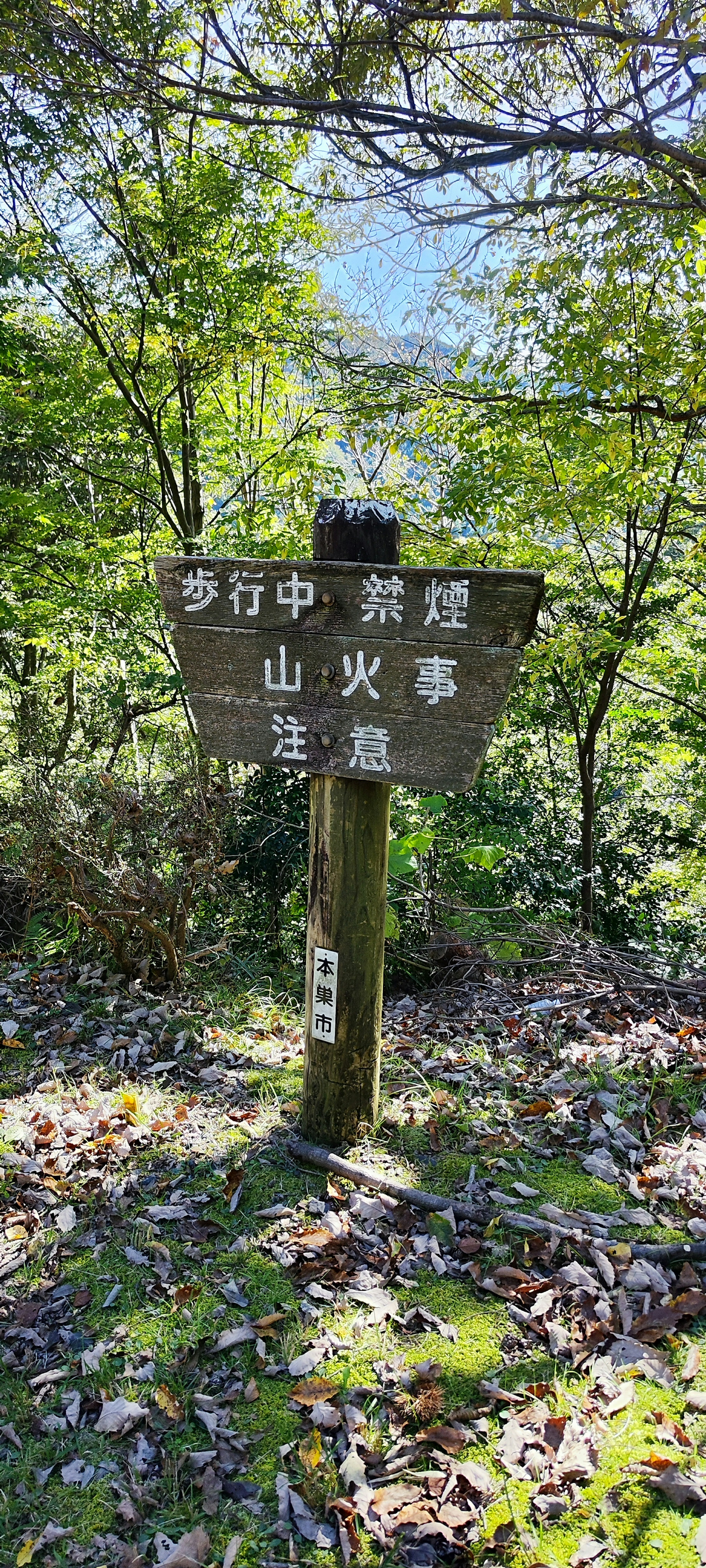 Cartel de madera en pie en un bosque verde