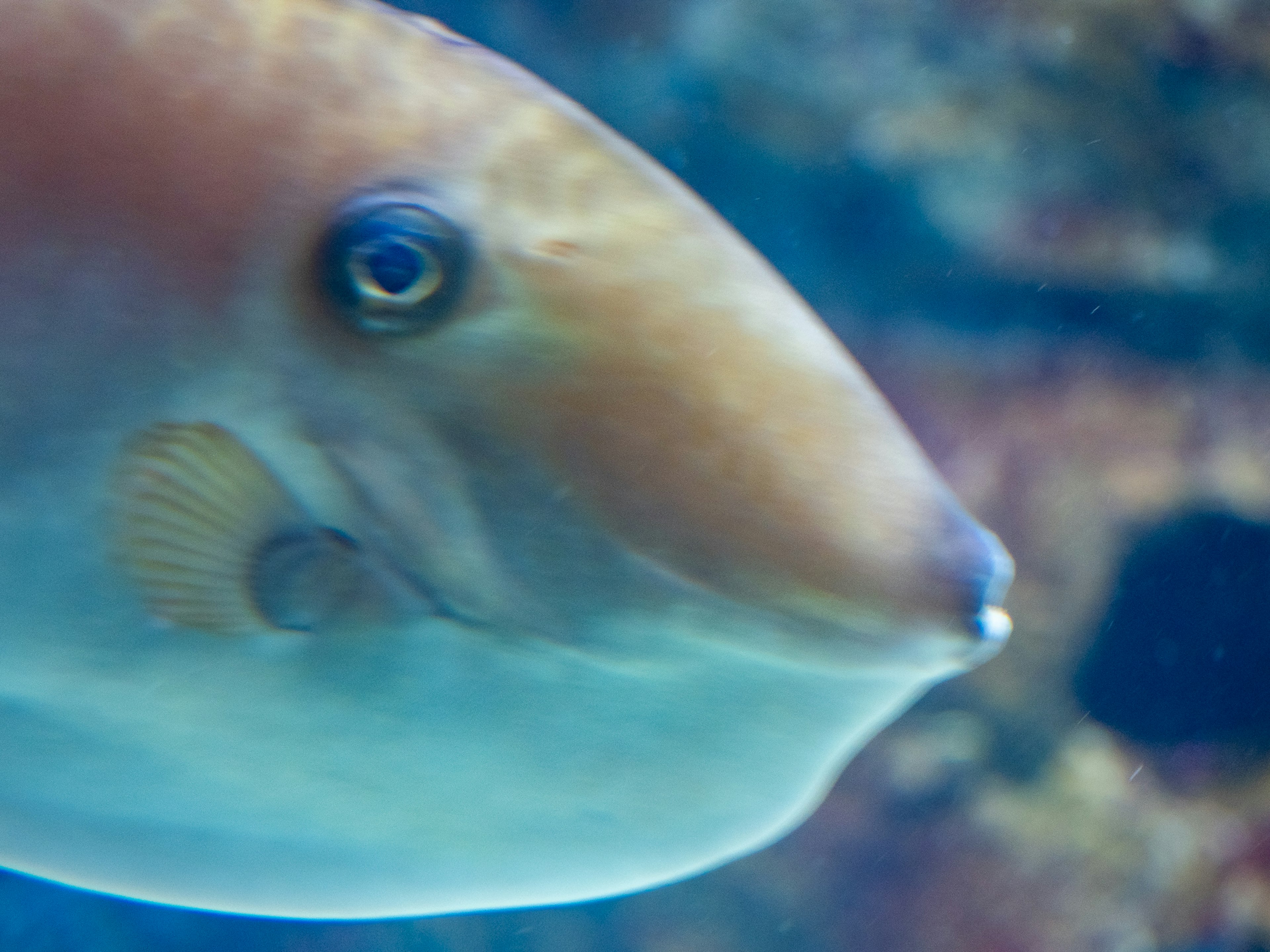 水族館の魚の顔のクローズアップ 明るい色の鱗と特徴的な目