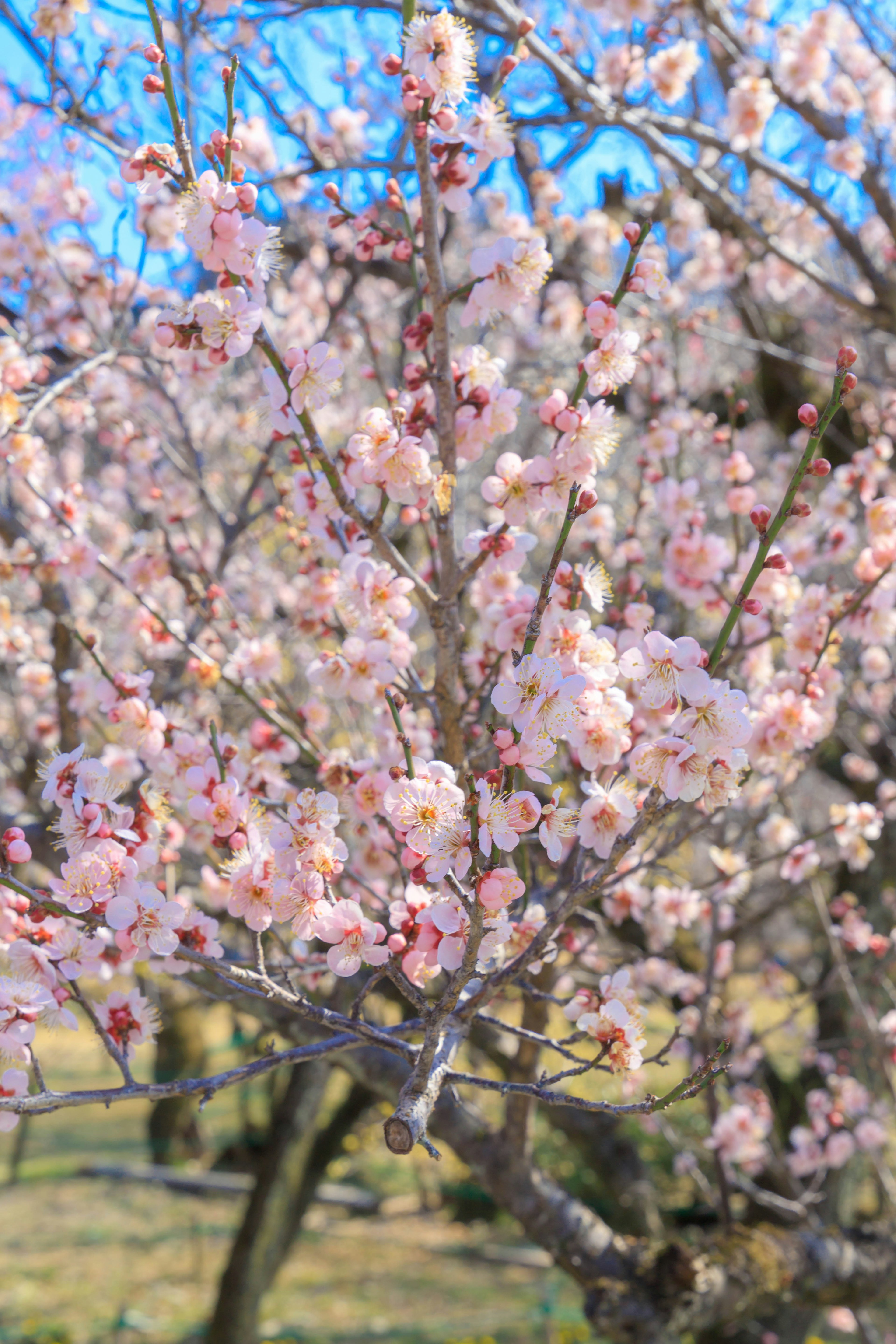 Äste eines Kirschbaums mit zarten rosa Blüten