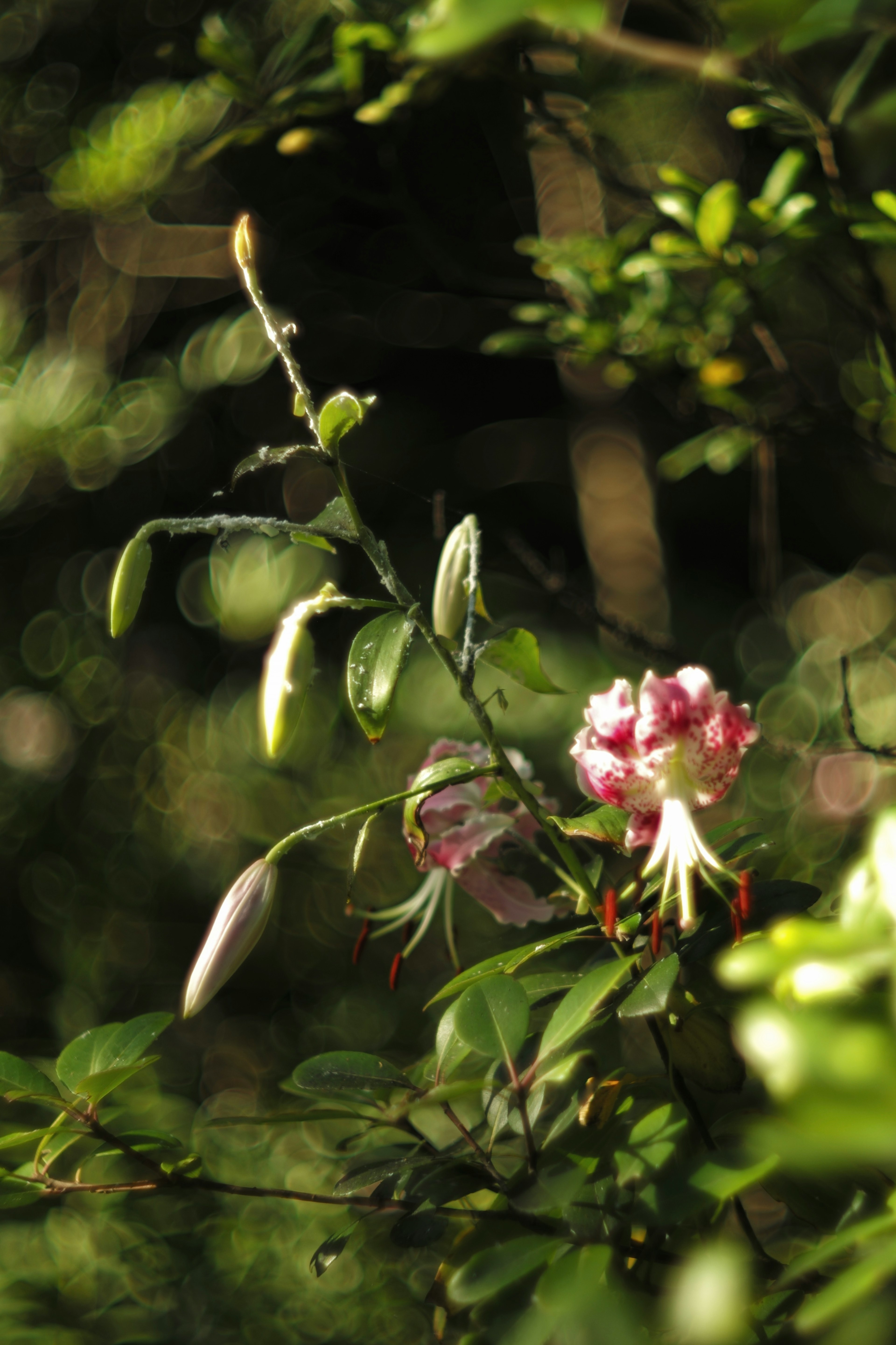 緑の葉の間に咲くピンクの花とつぼみのクローズアップ