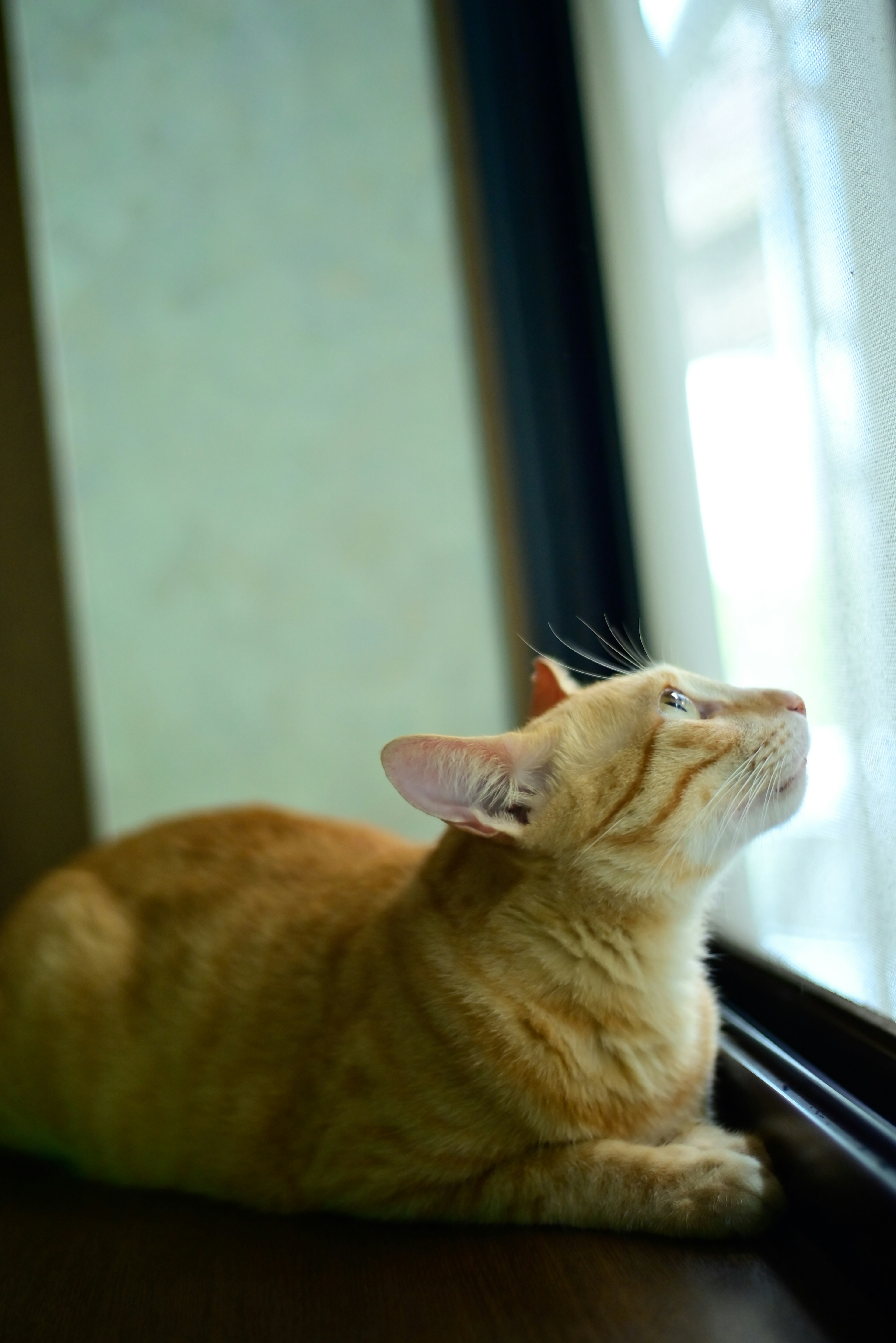 Gatto arancione che guarda fuori dalla finestra