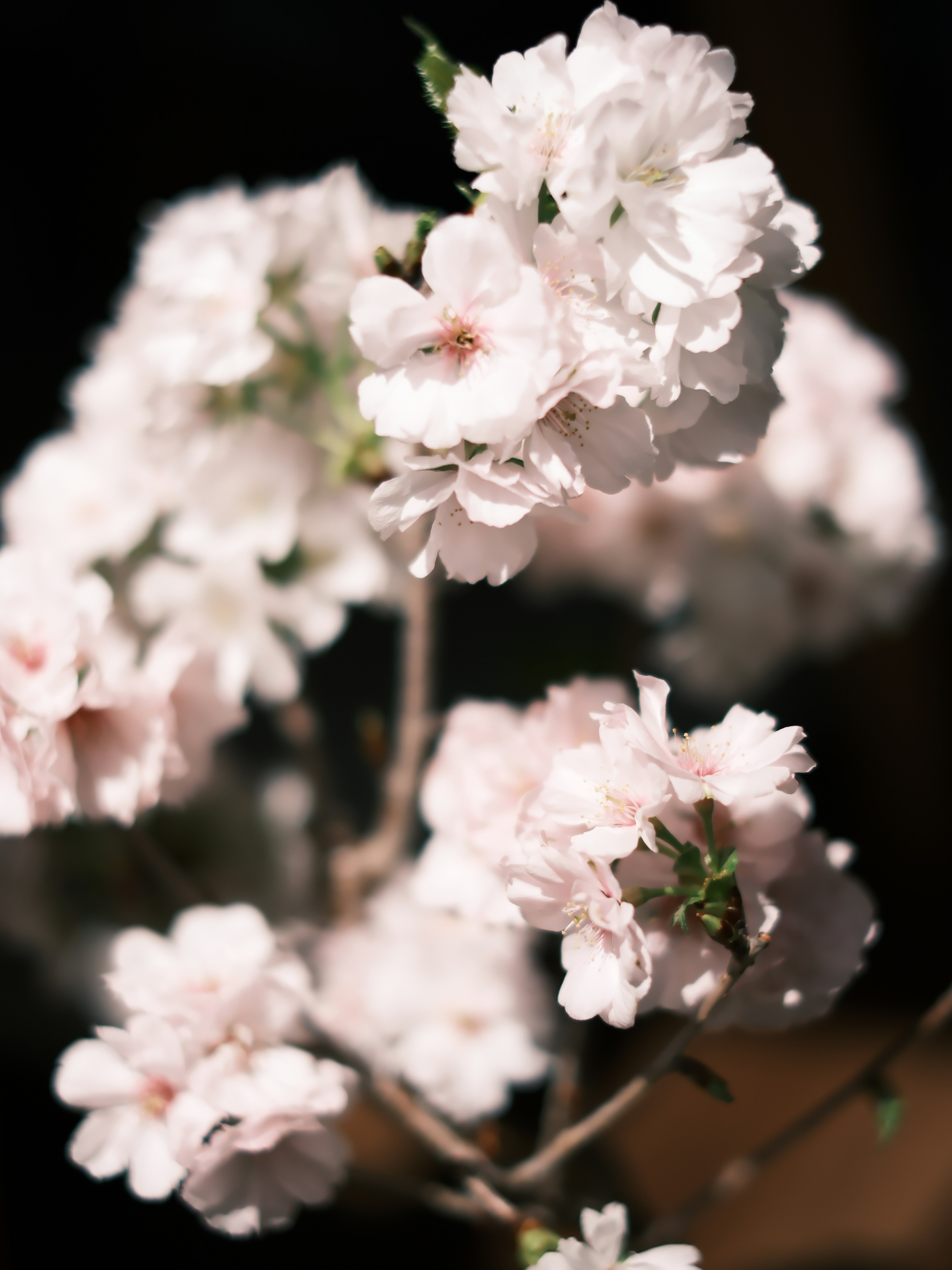 ピンクの桜の花が咲いている枝のクローズアップ