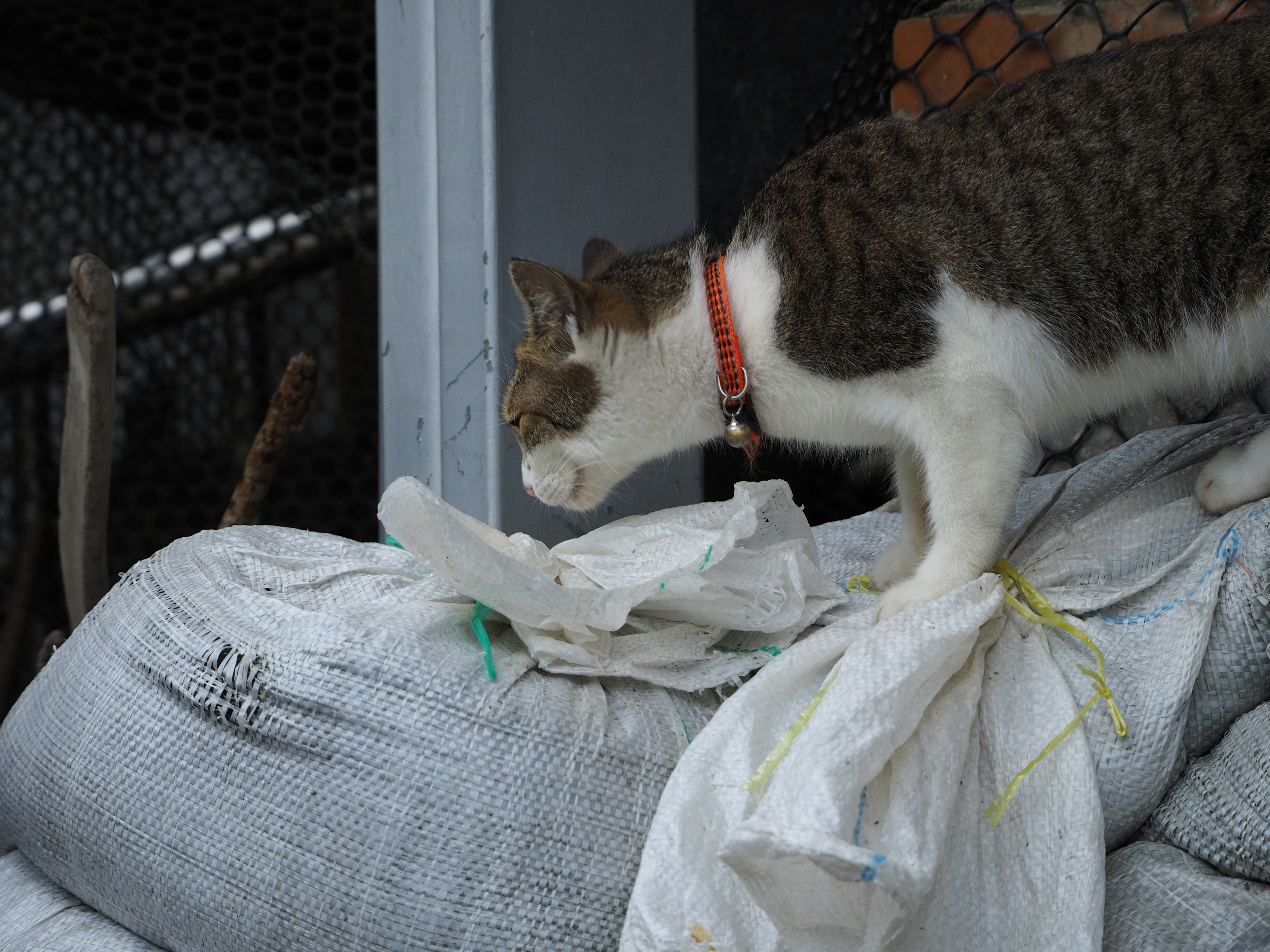 Gatto in piedi sopra sacchi con espressione curiosa