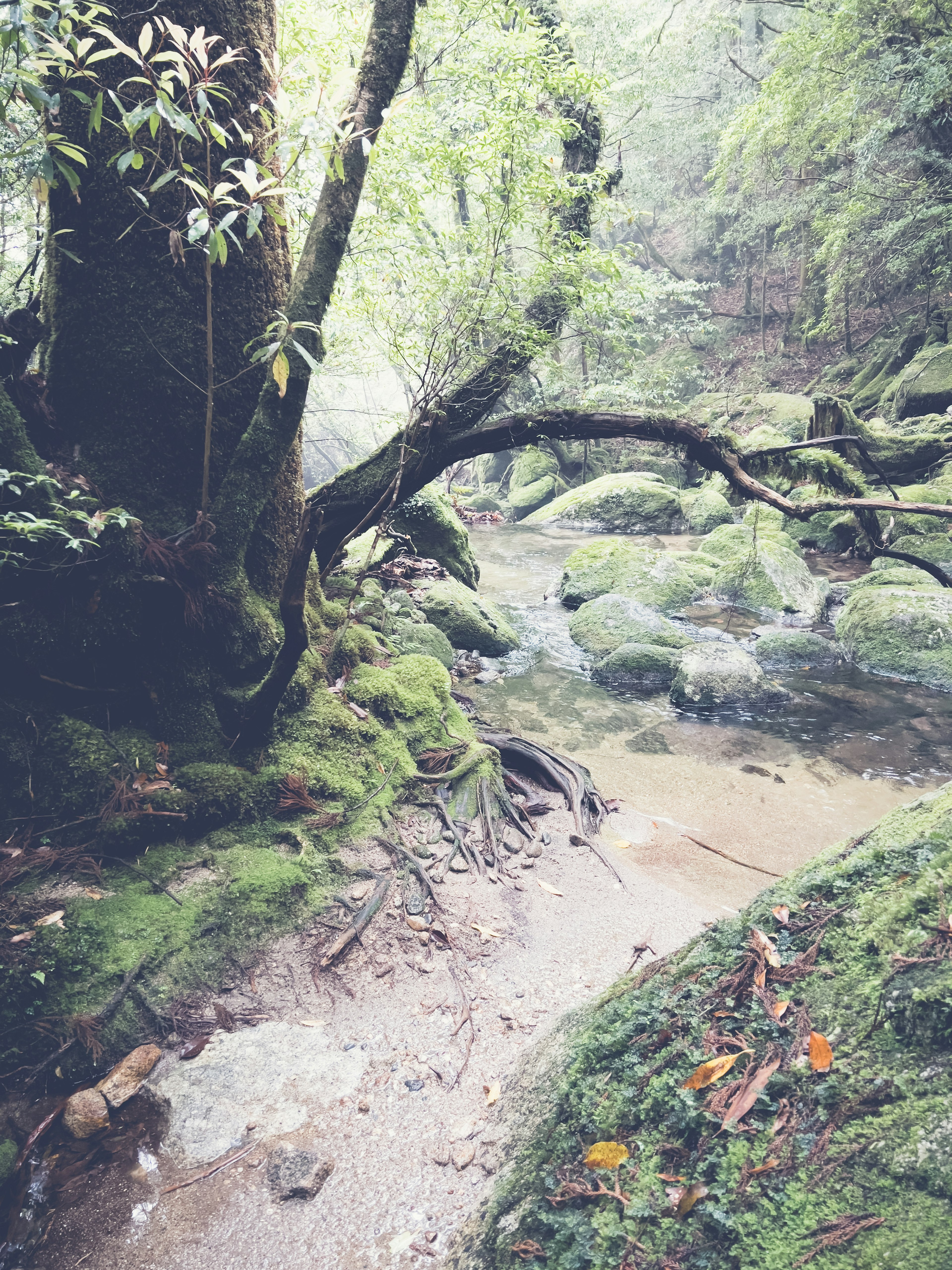 Pemandangan hutan dengan pohon-pohon yang ditutupi lumut dan aliran sungai