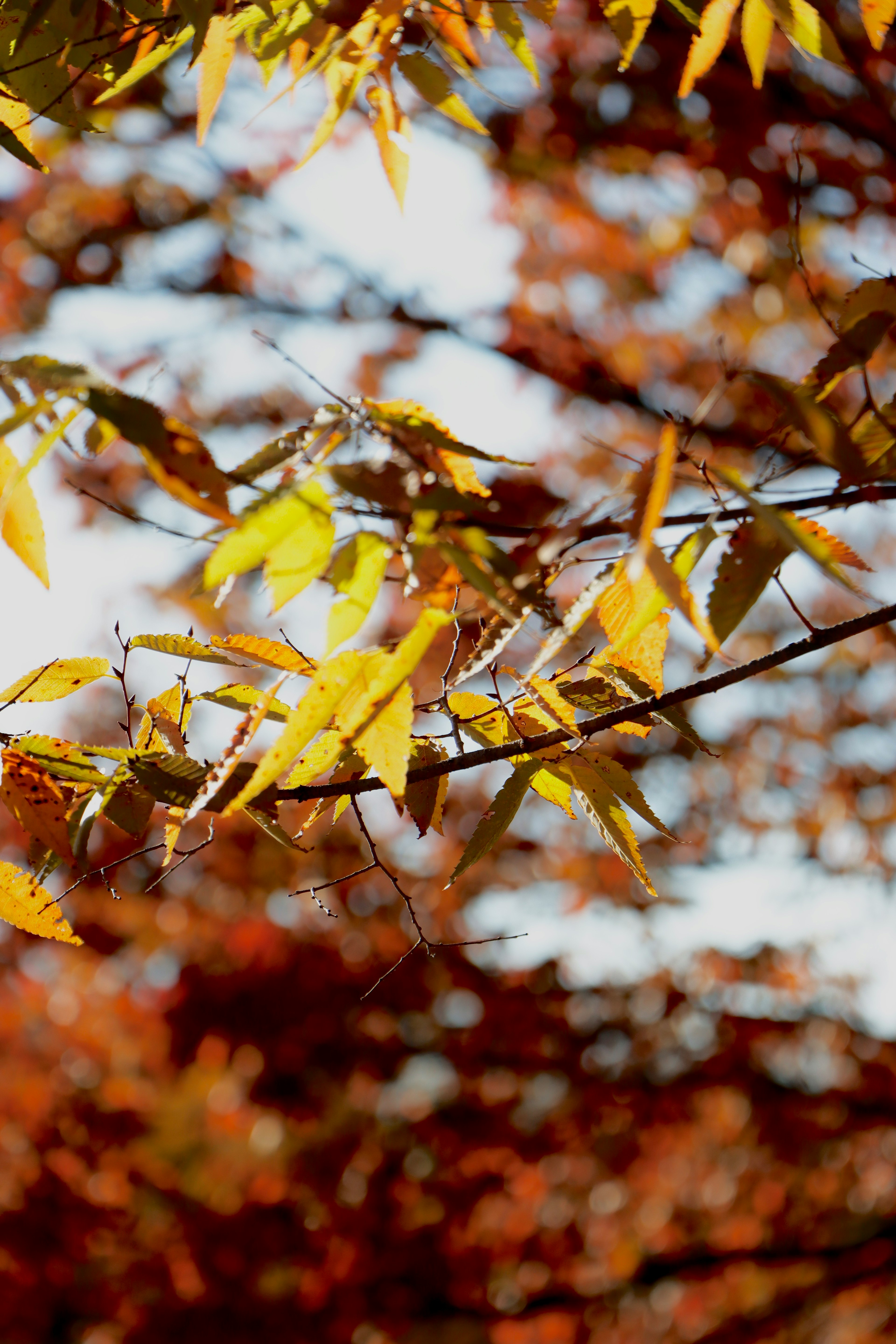 Branches with vibrant autumn leaves in various shades