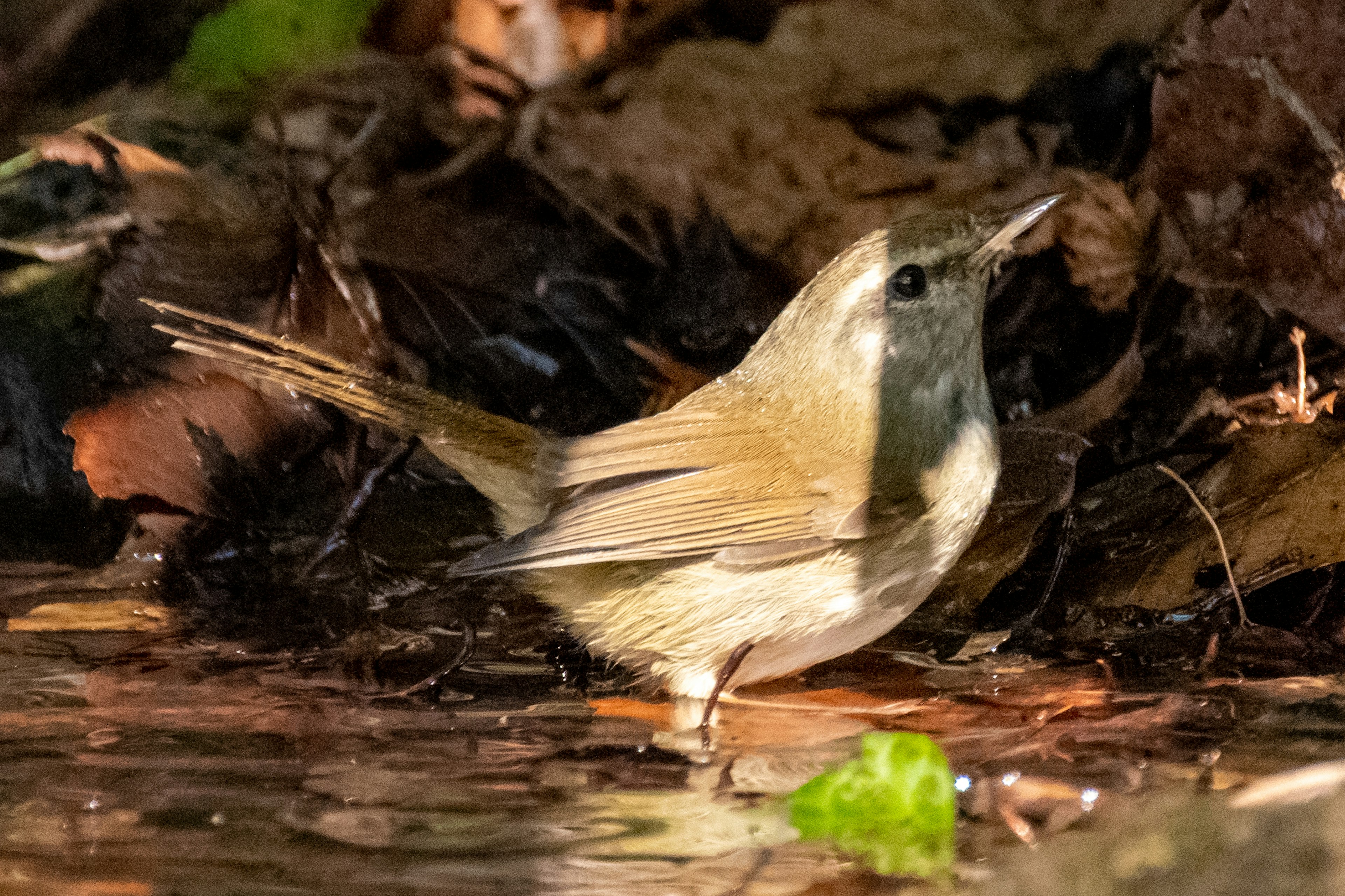 Ein kleiner Vogel steht nahe einem Bach Der Vogel hat hellbraune Federn und steht am Wasser