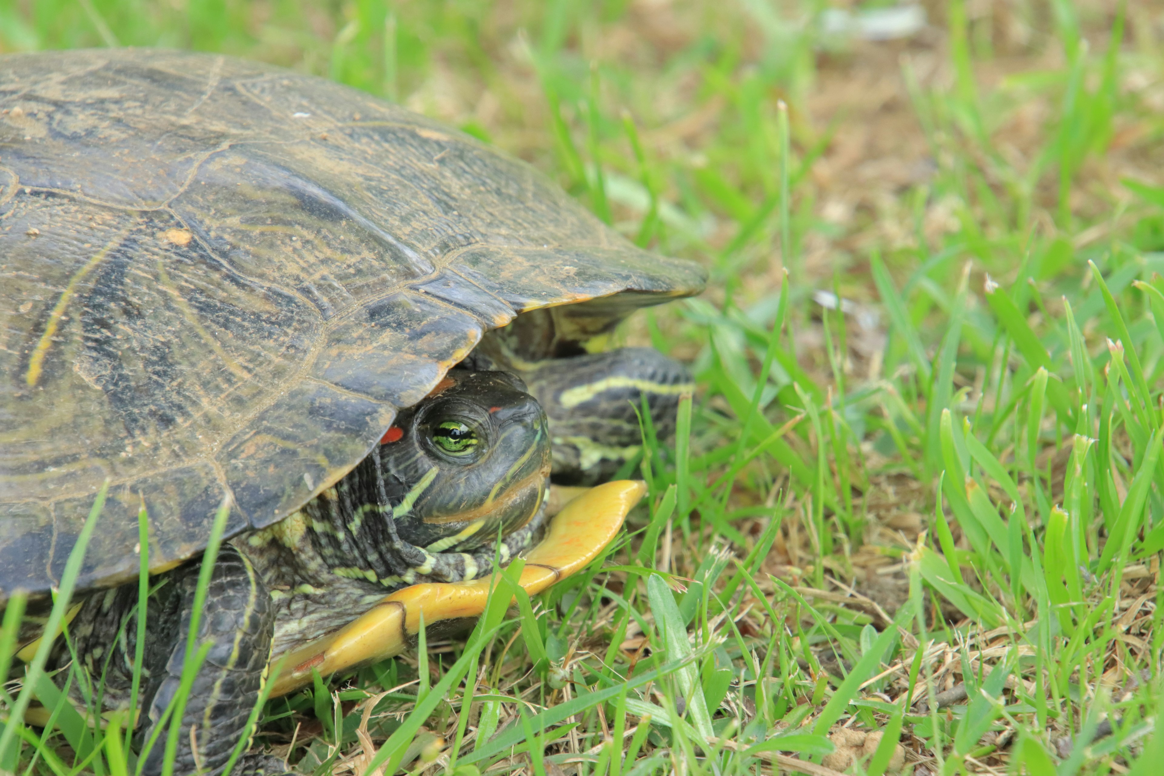 Acercamiento de una tortuga sobre hierba