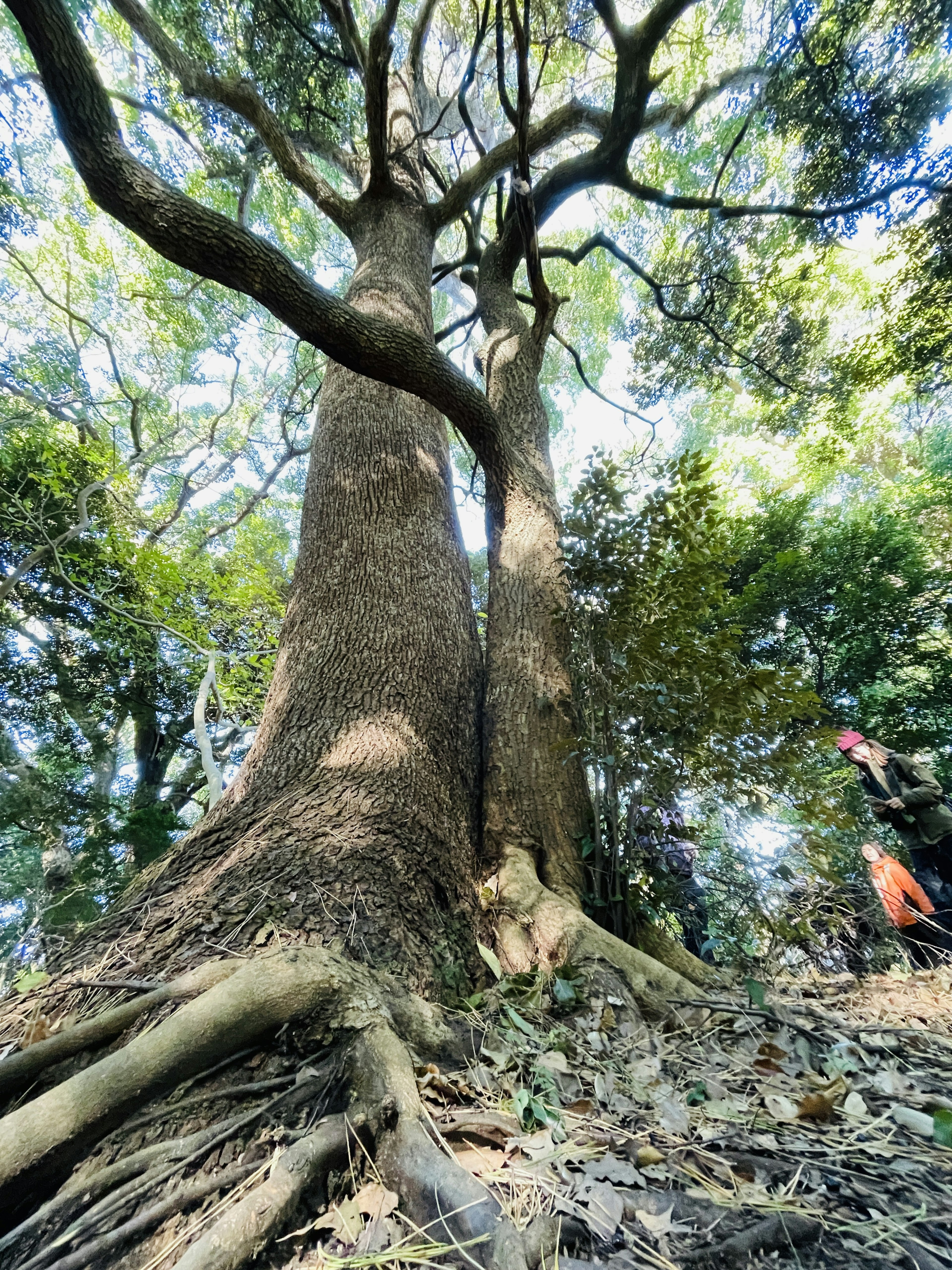 Foto dari dasar pohon besar melihat ke atas yang menunjukkan keindahan alam di hutan yang rimbun