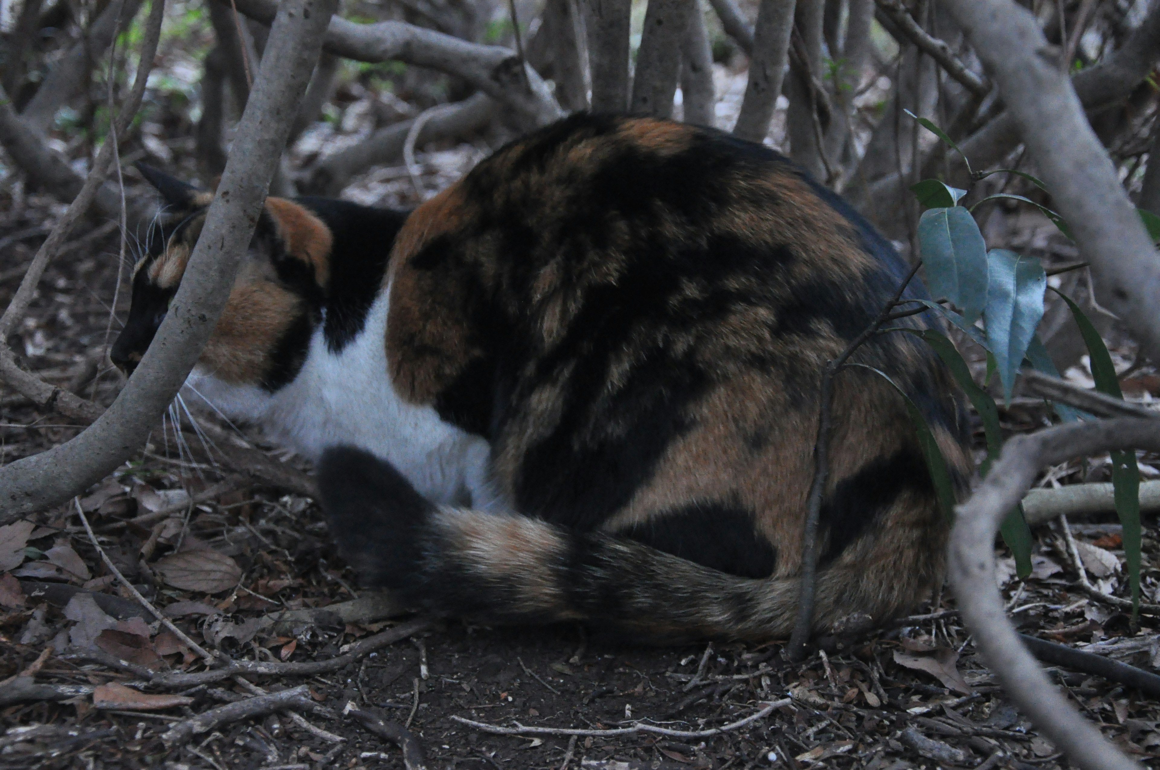 Calico cat hiding among branches and foliage