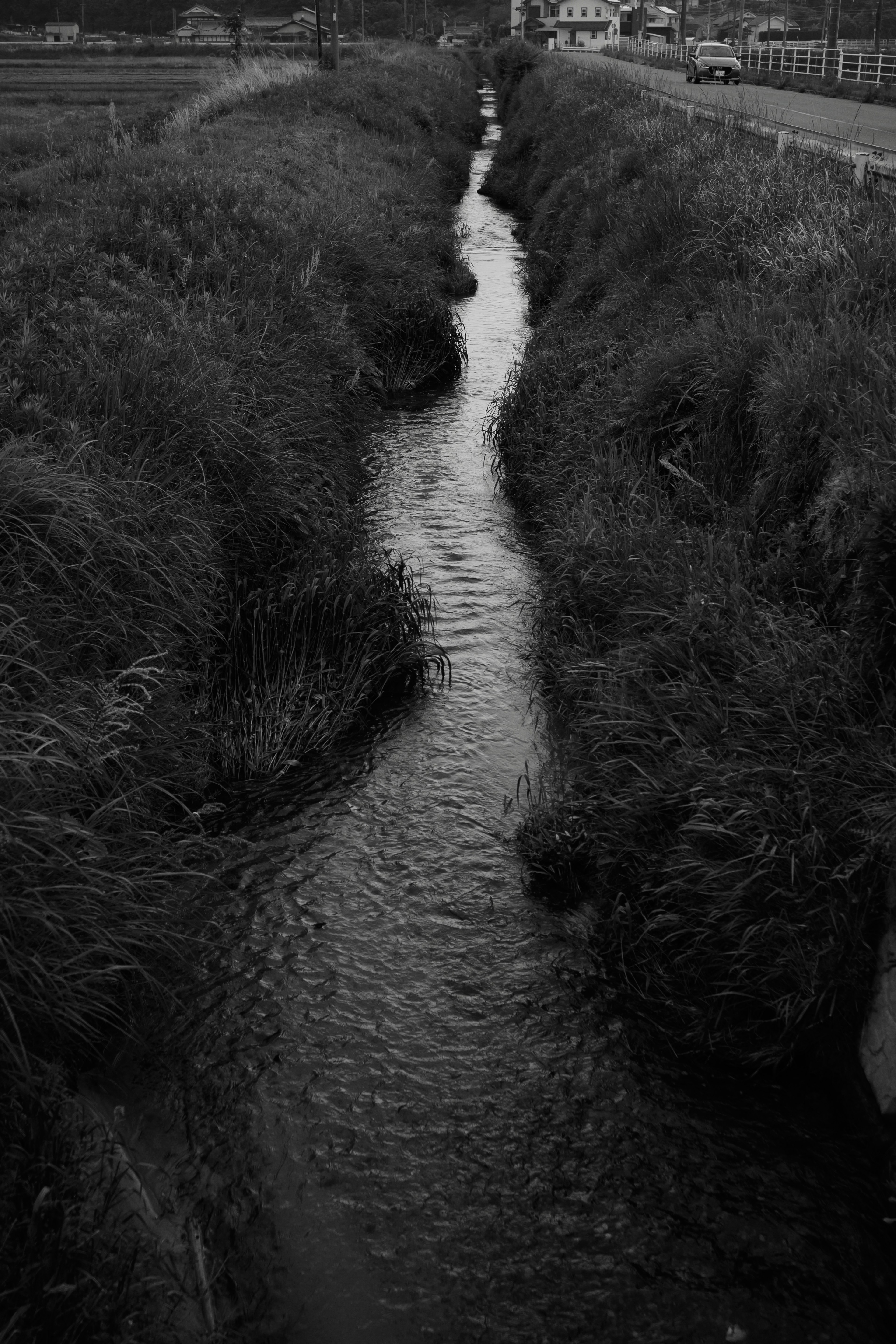 Arroyo en blanco y negro bordeado de hierba