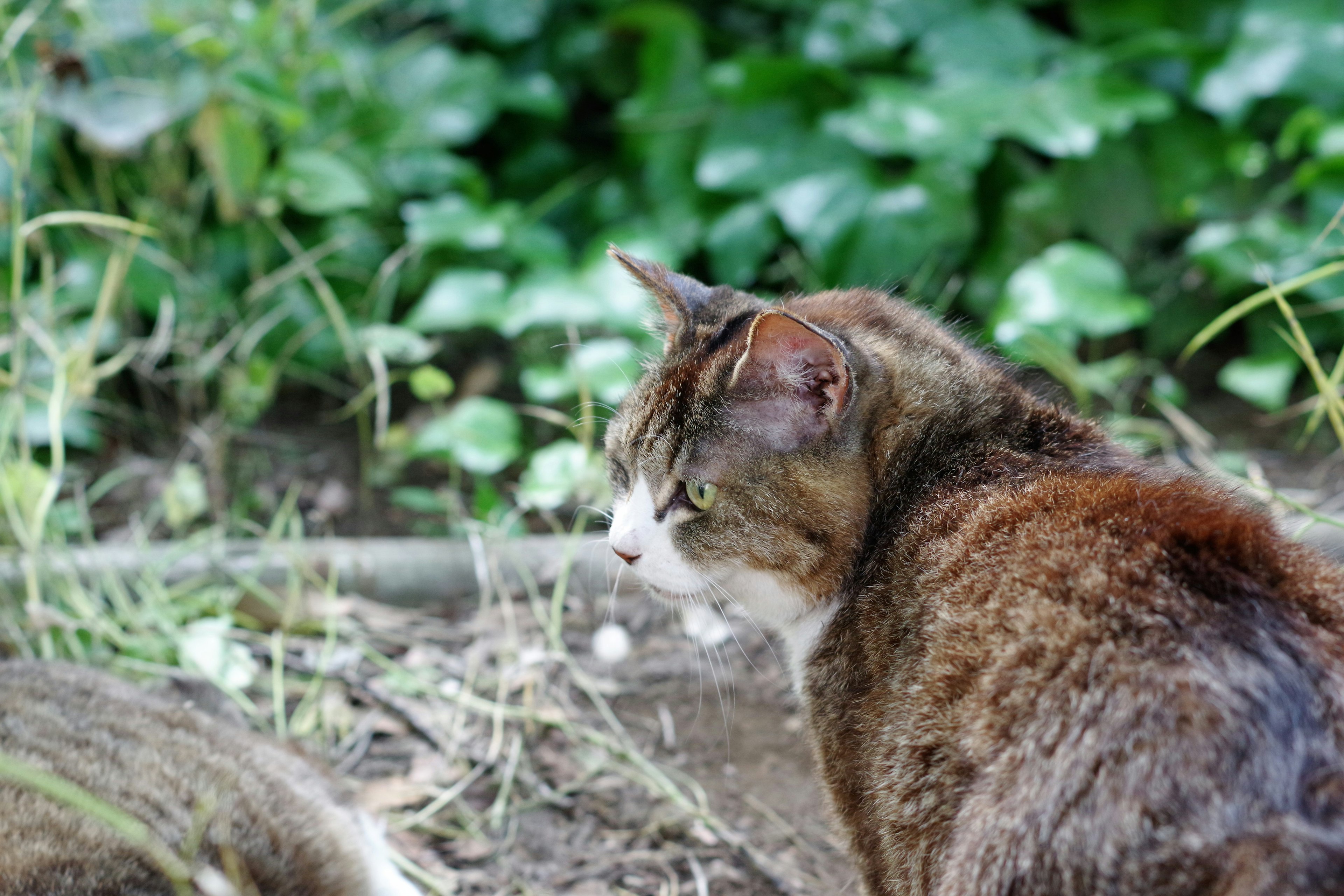 茶色い猫が緑の背景の中にいる様子