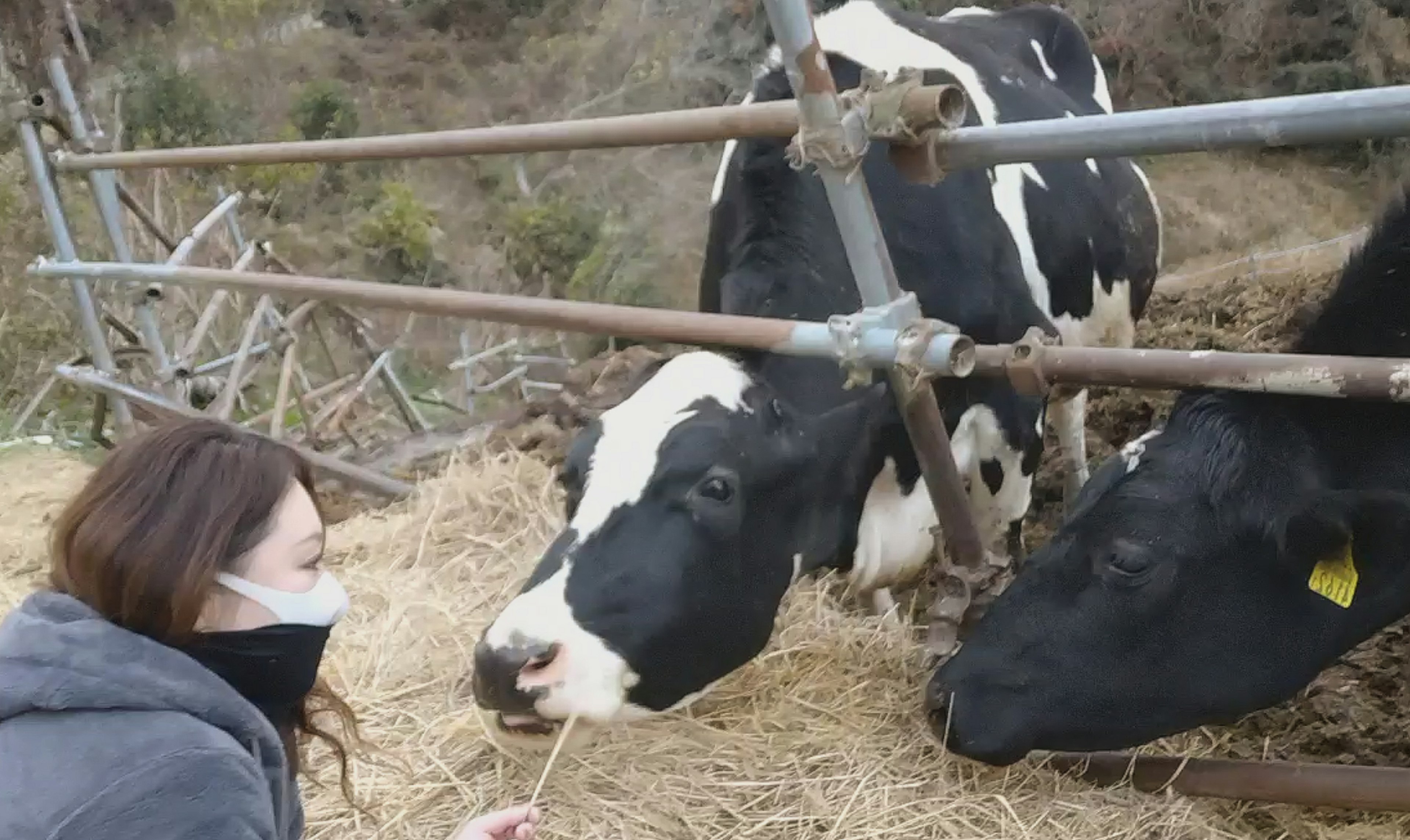 여성이 농장에서 소에게 건초를 주는 모습