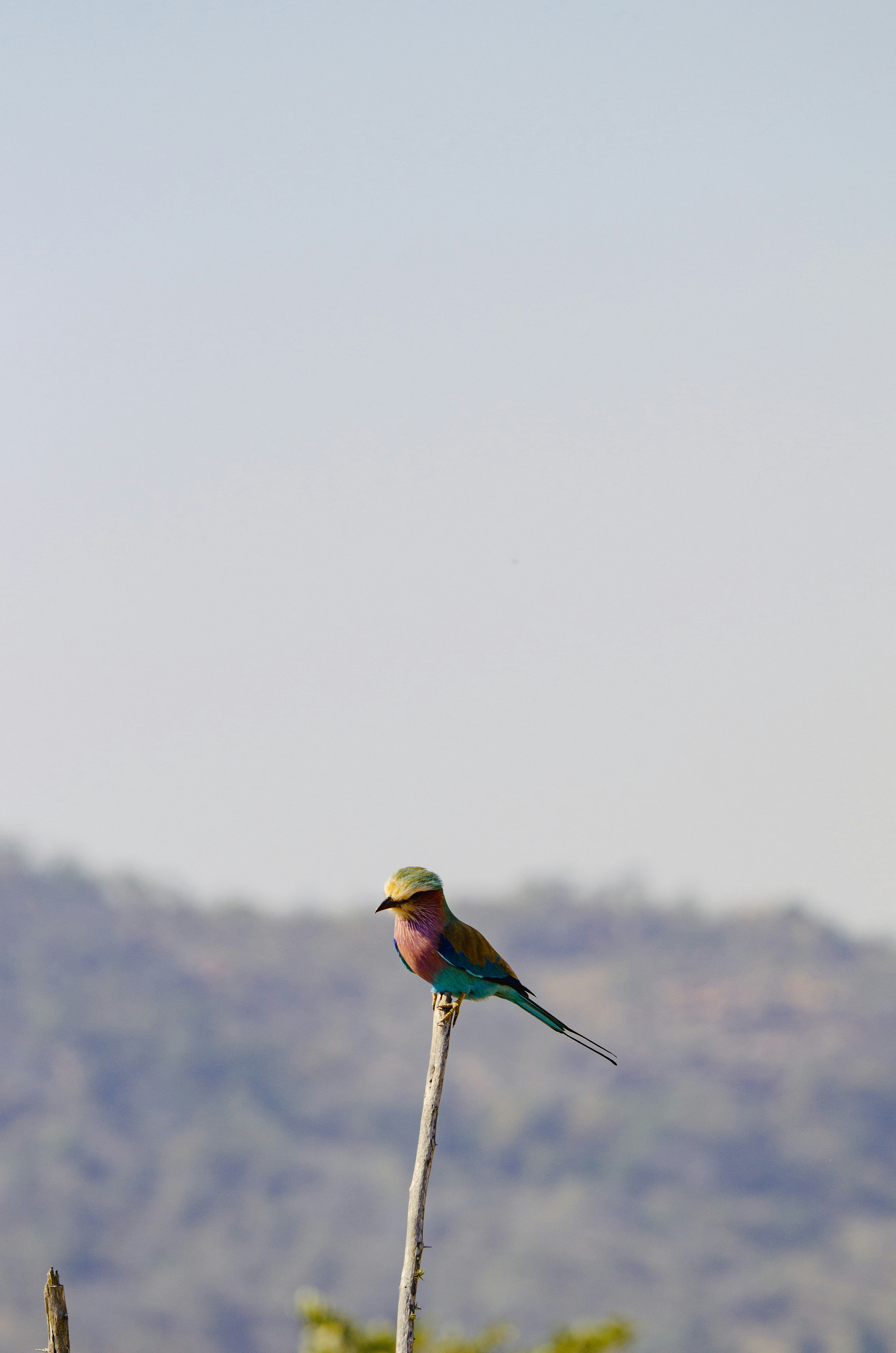 Ein bunter Vogel sitzt auf einem Ast vor einer verschwommenen Landschaft