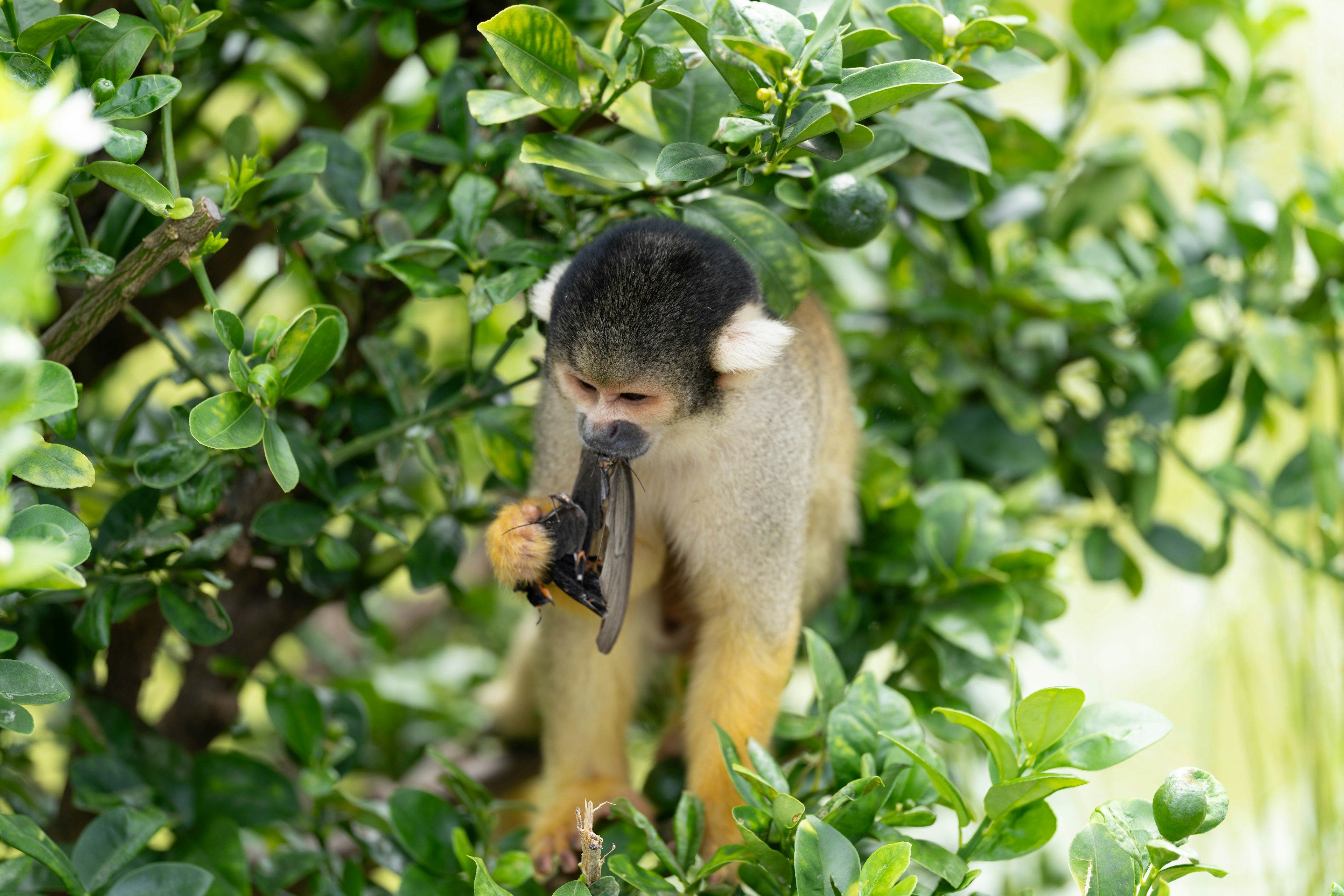 Squirrel monkey holding a banana among green leaves in a tree