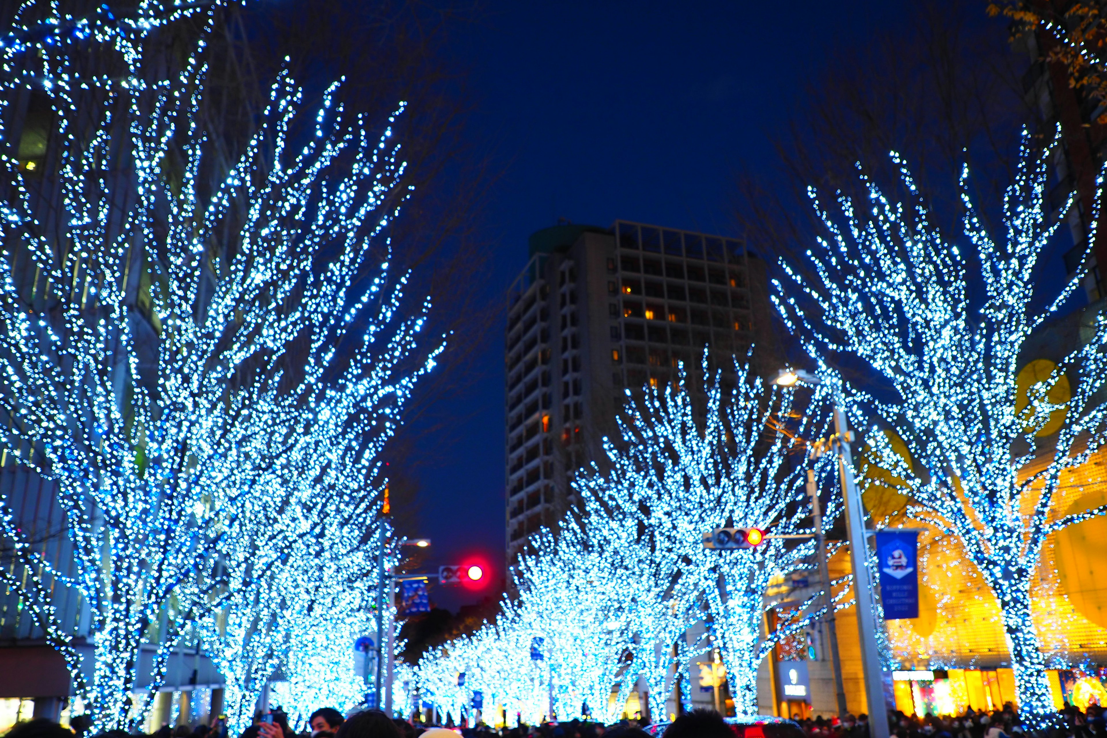 Night scene featuring street trees adorned with blue lights