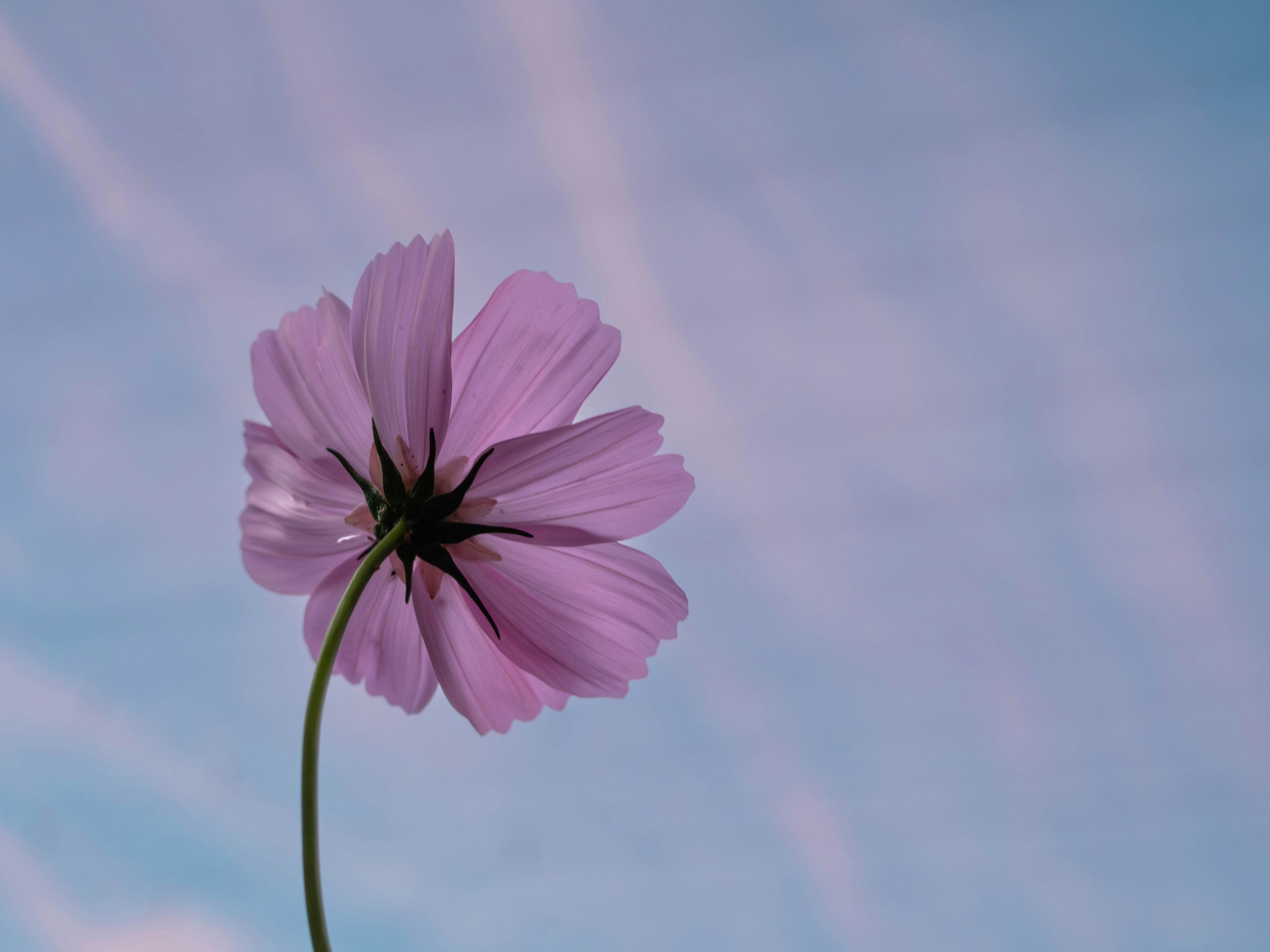 Une fleur rose contre un ciel bleu