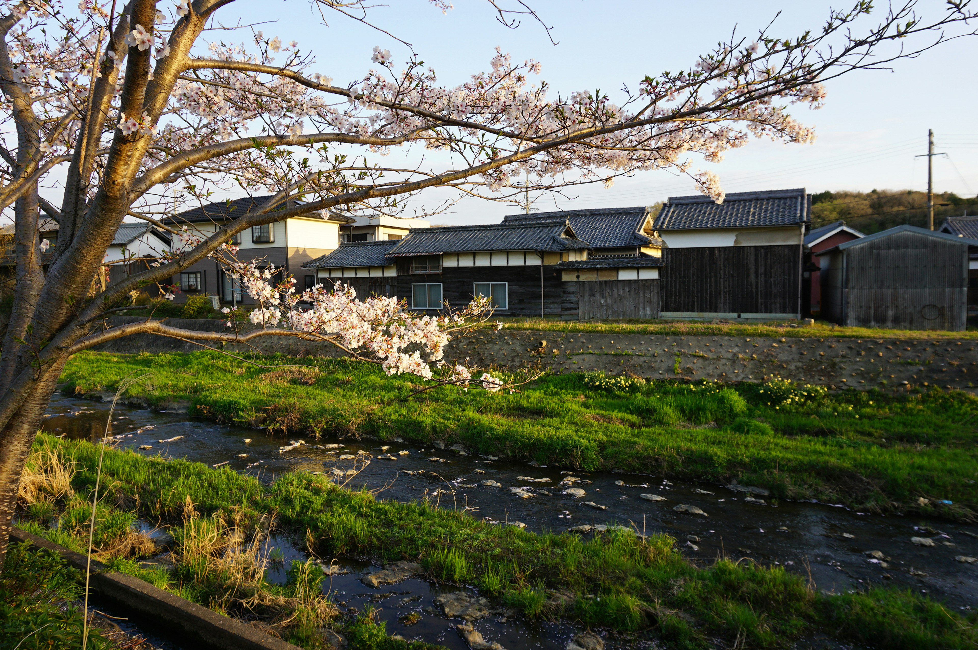 Japanische Landschaft mit Kirschbaum und ruhigem Fluss mit traditionellen Häusern