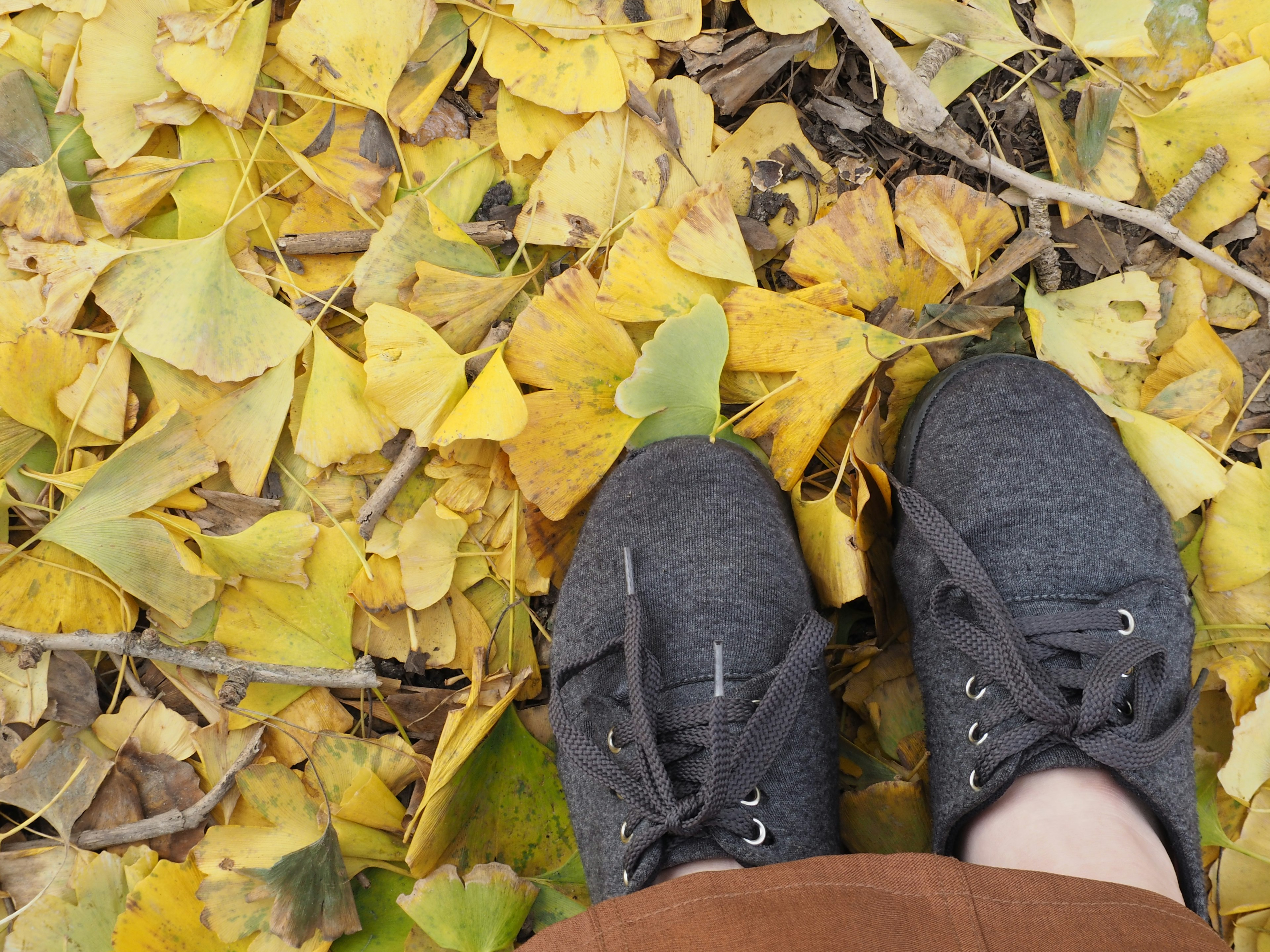 Gray sneakers on a bed of yellow leaves