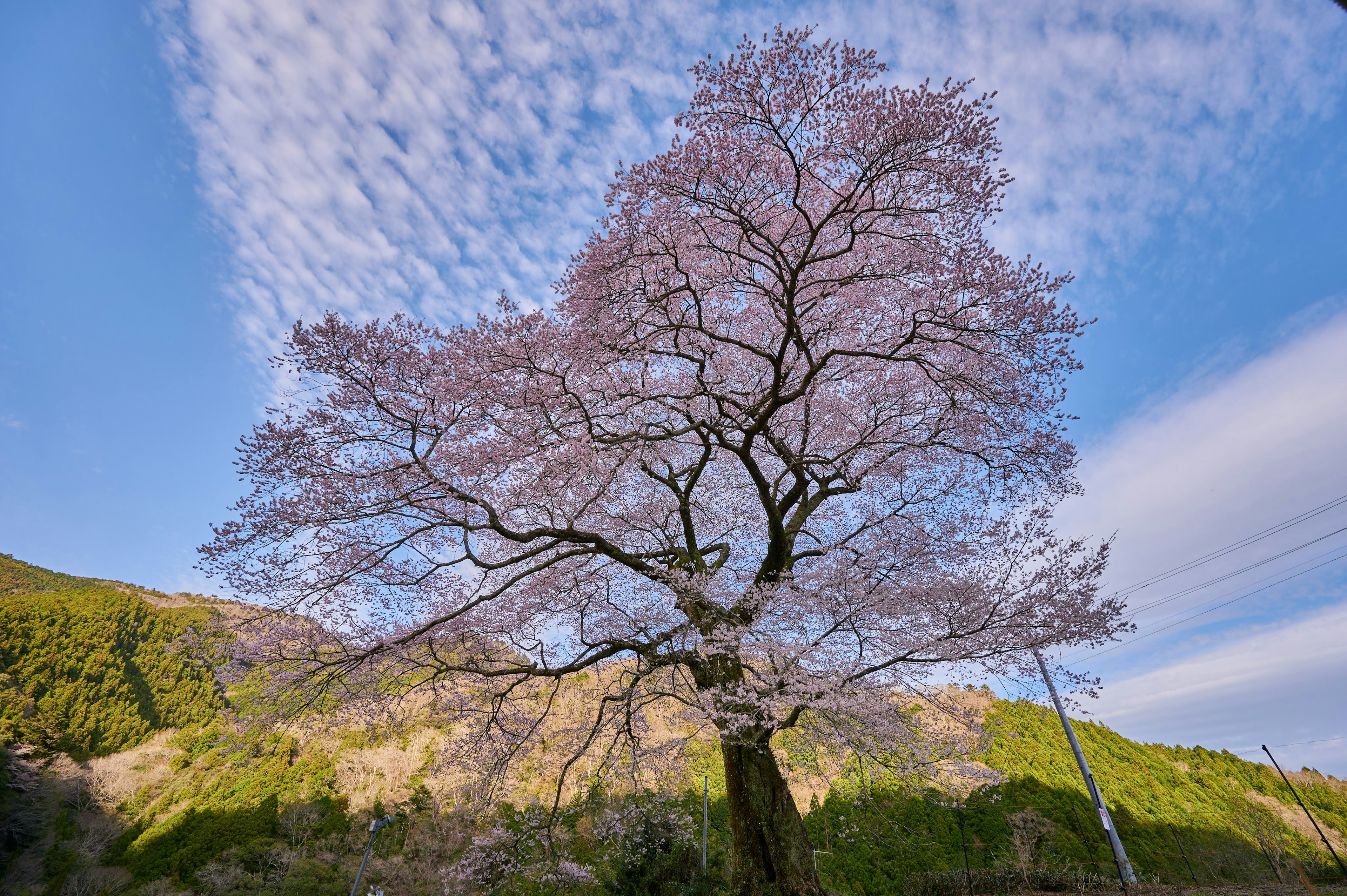 桜の木が青空の下に立っている美しい風景