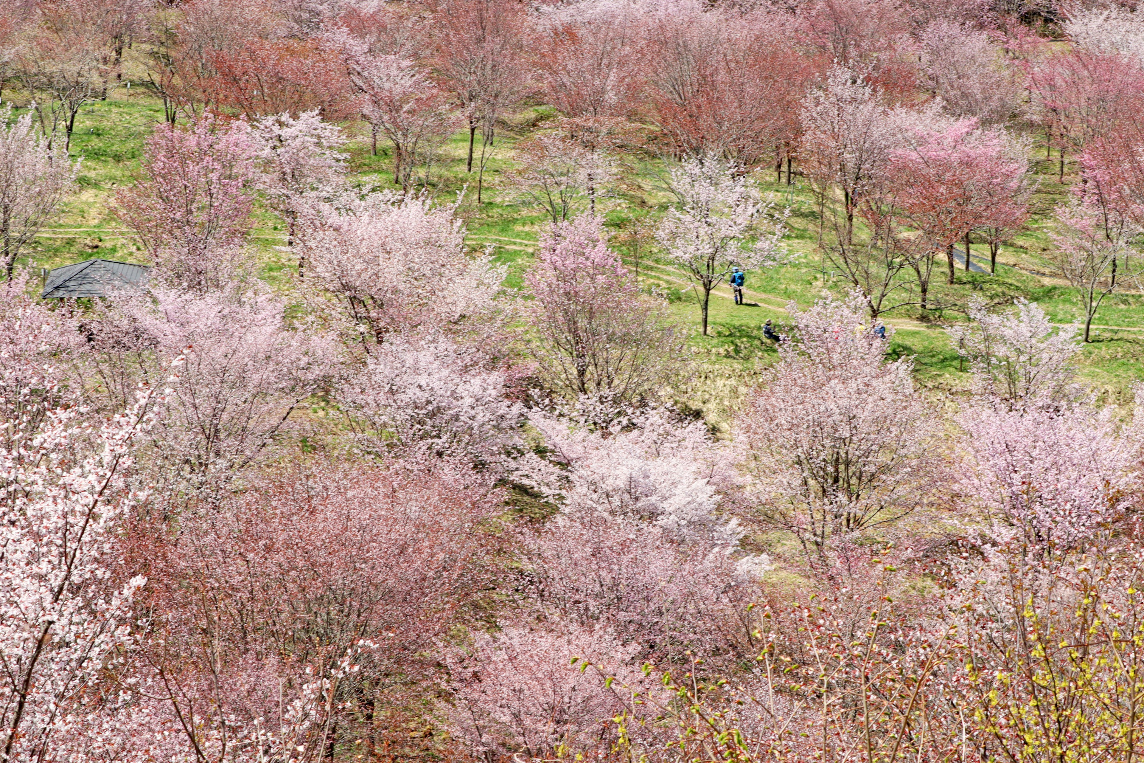 ทิวทัศน์สวยงามของต้นซากุระที่บาน