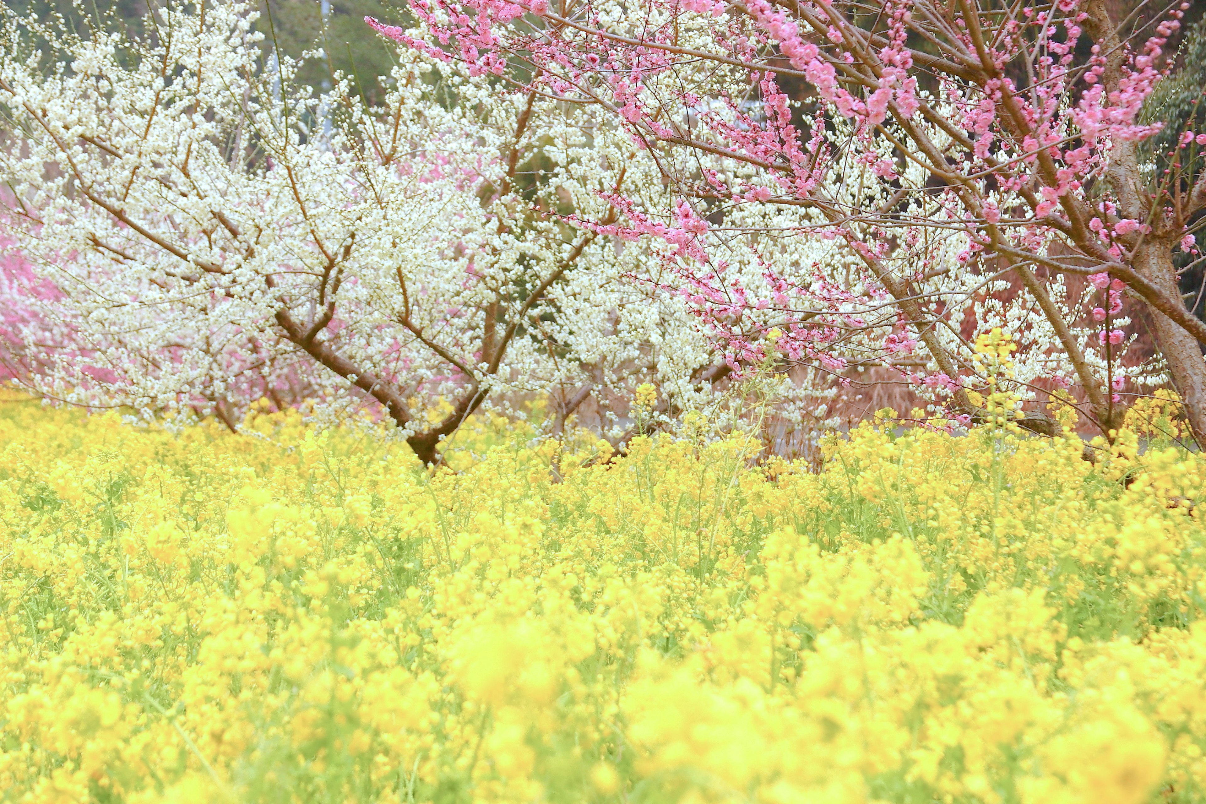 黄色い花畑とピンクと白の桜の木がある風景