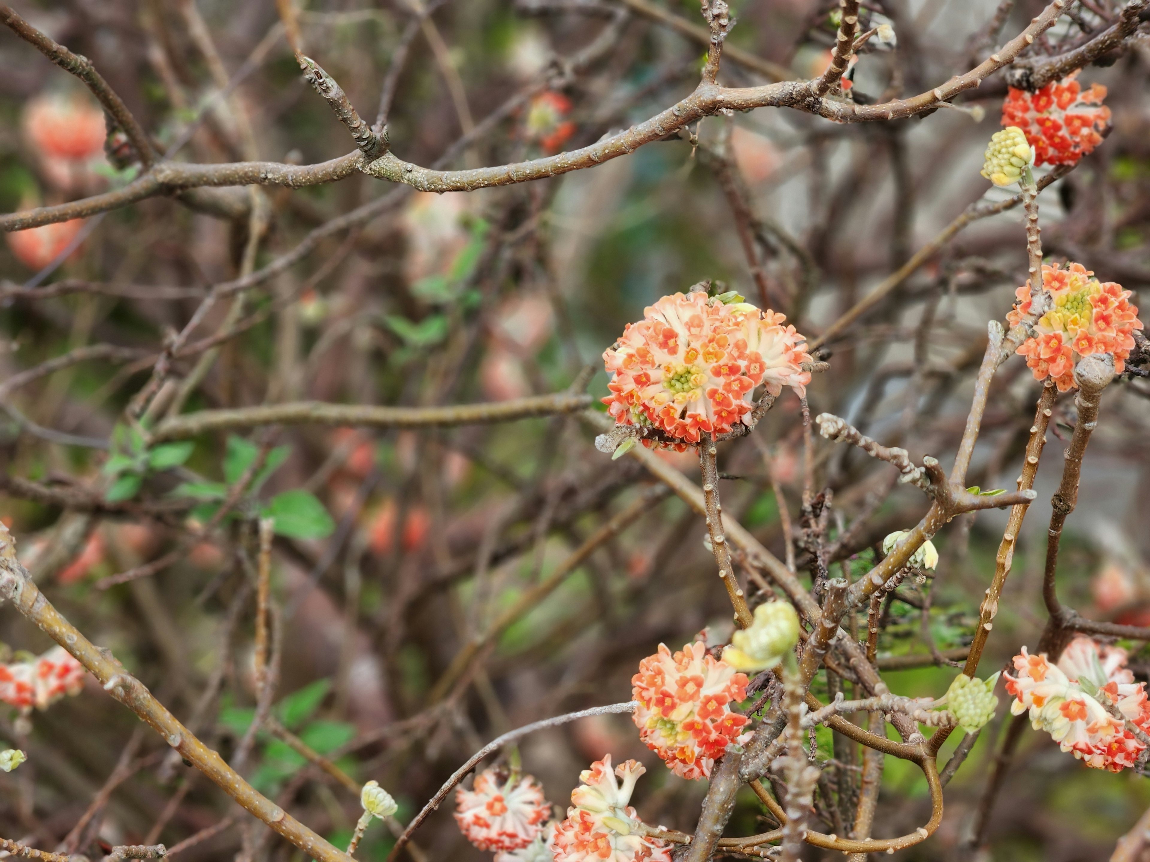 特写的开花枝条，带有橙色和白色花朵