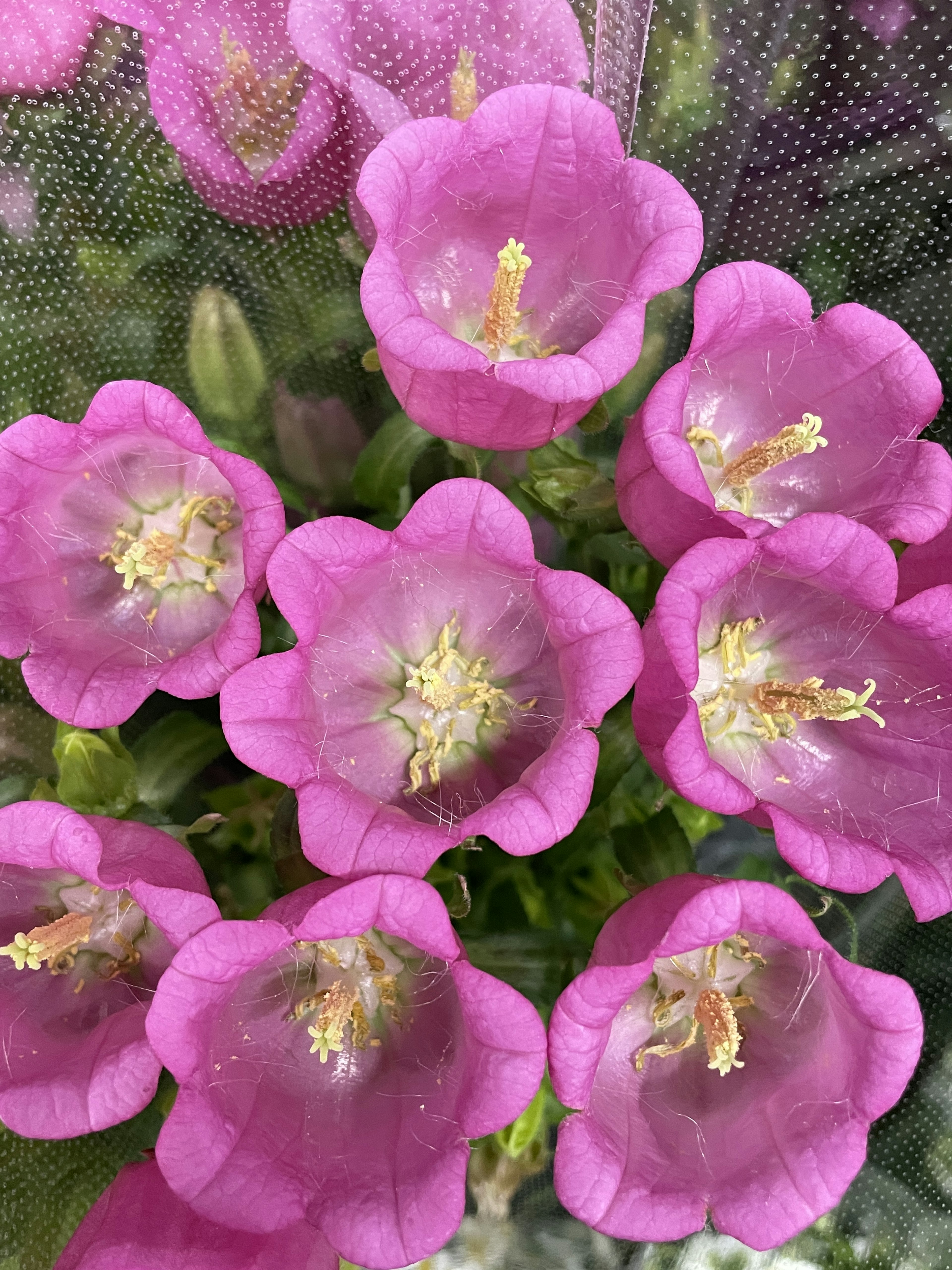 Nahaufnahme von lebhaften rosa Blumen mit zarten Blütenblättern und sichtbaren Staubfäden