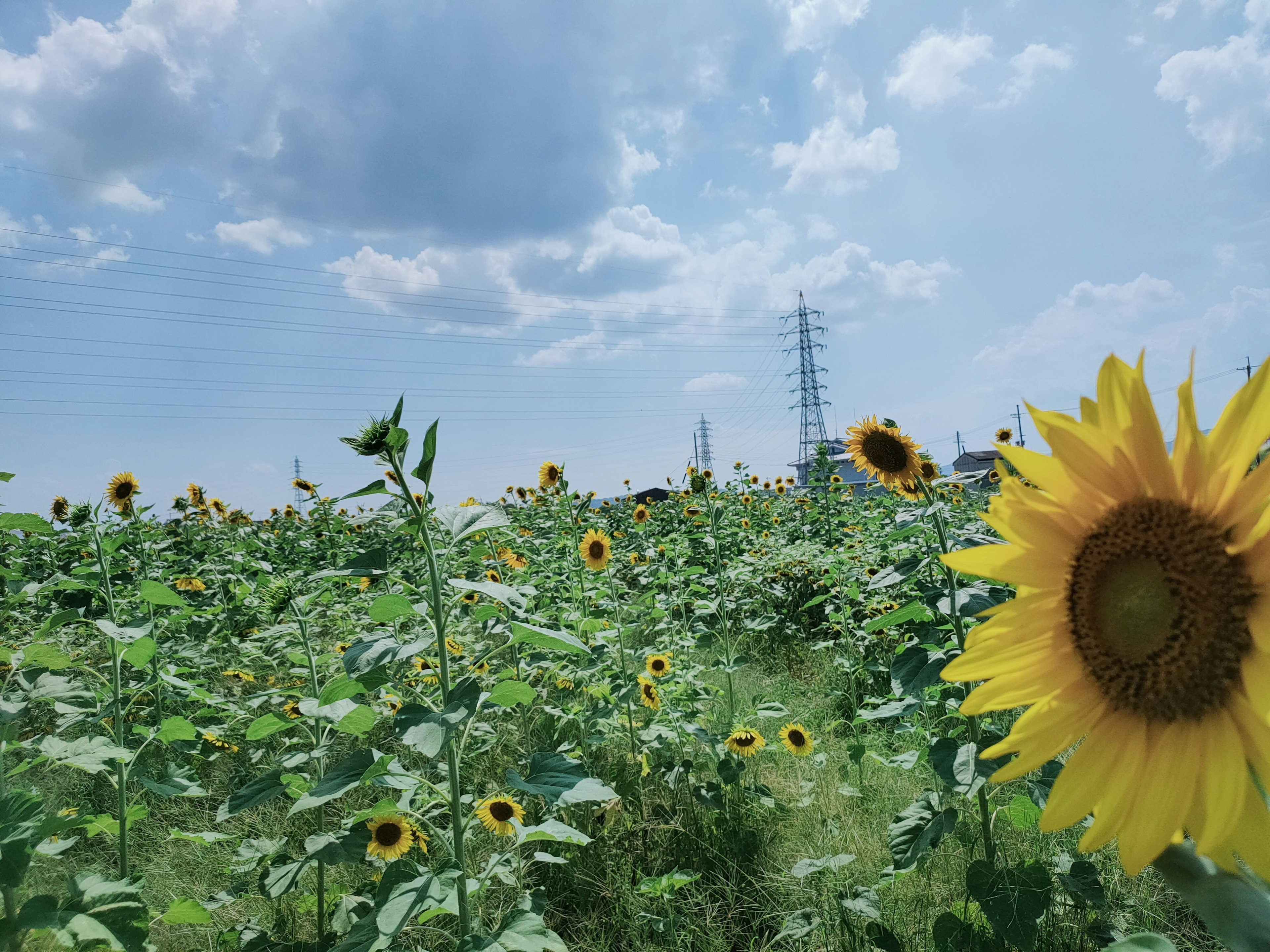 Champs de tournesols sous un ciel bleu avec un poteau électrique en arrière-plan