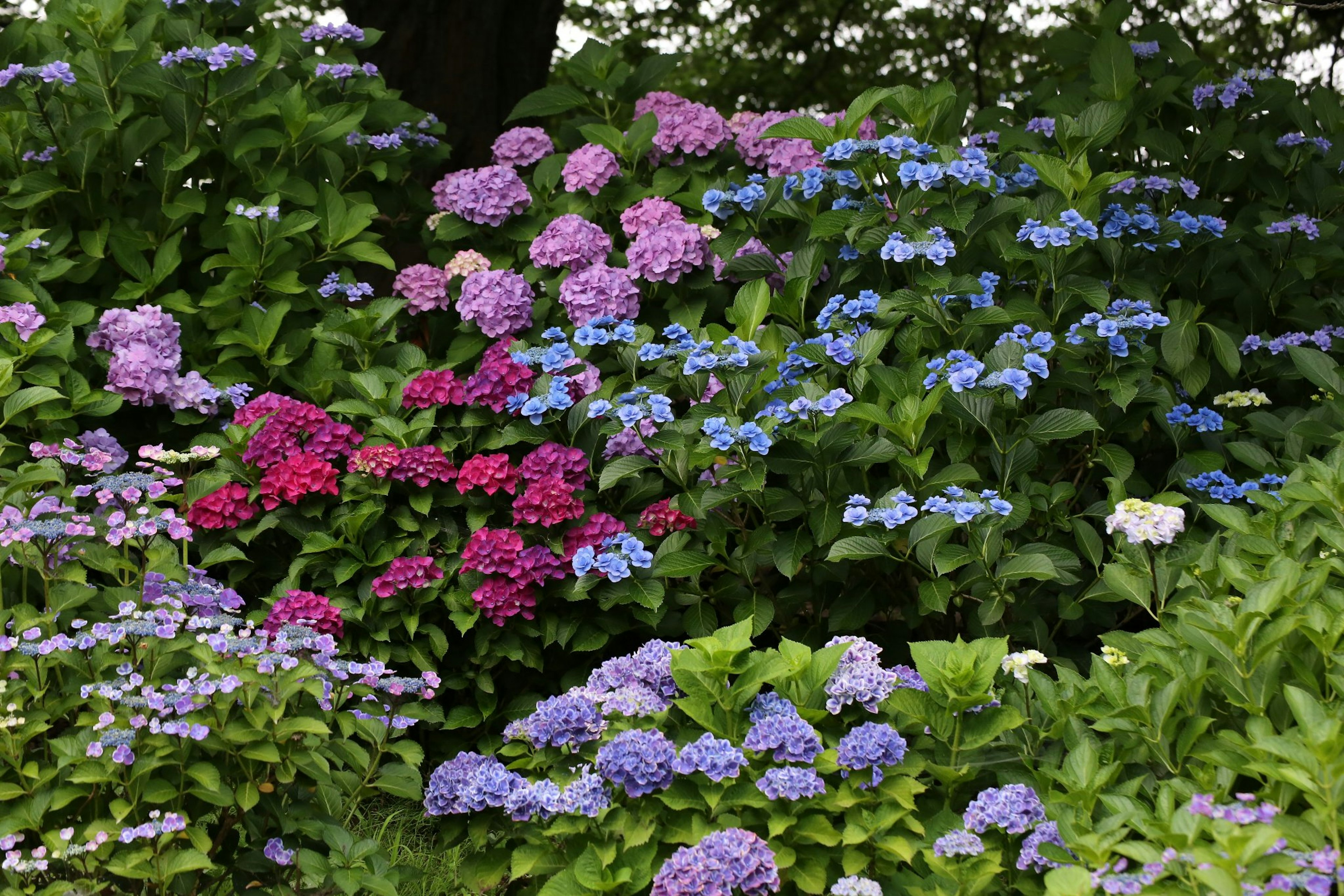 A vibrant display of hydrangea flowers in various colors blooming in a garden