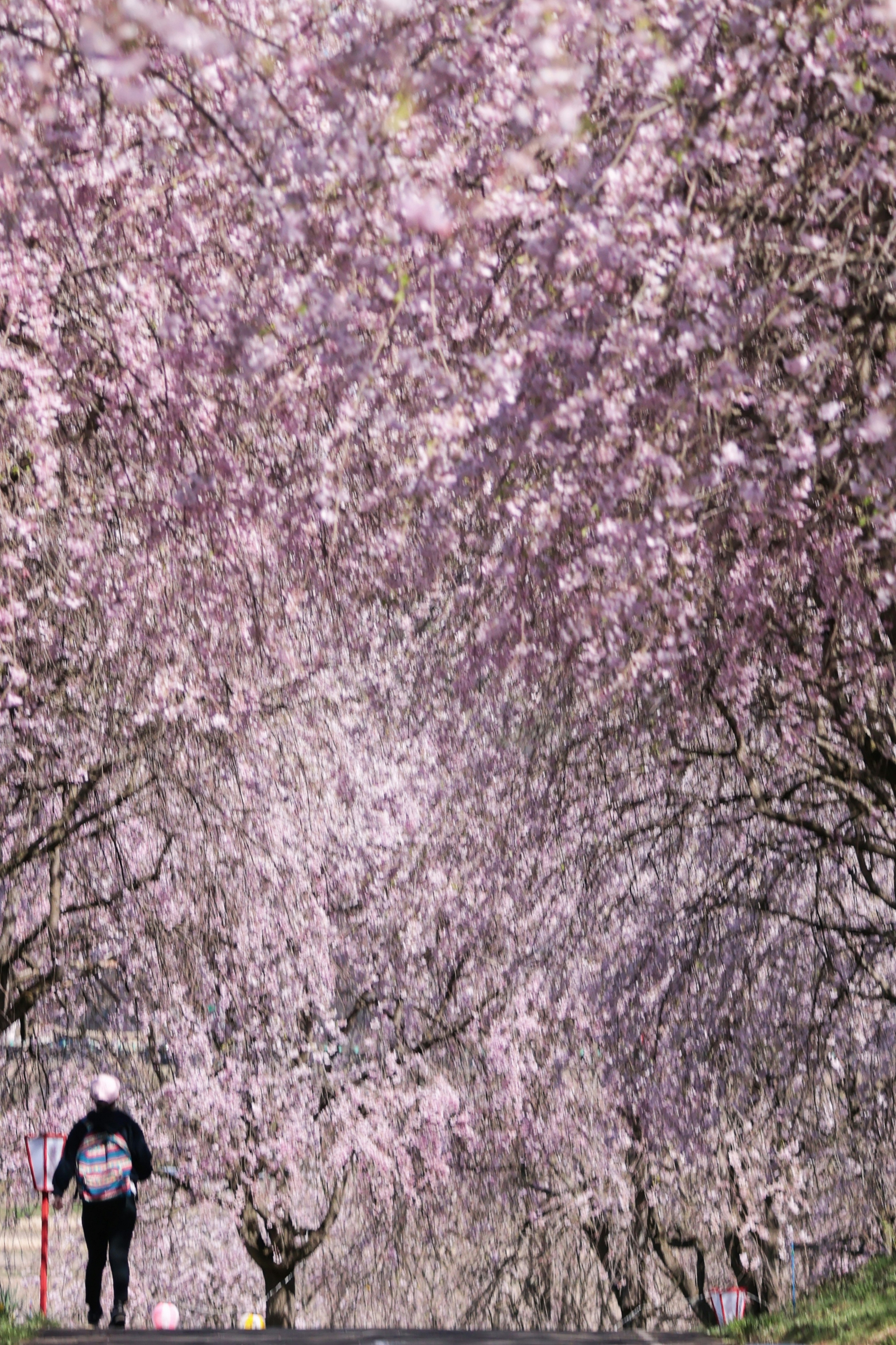 Una persona caminando bajo cerezos en flor