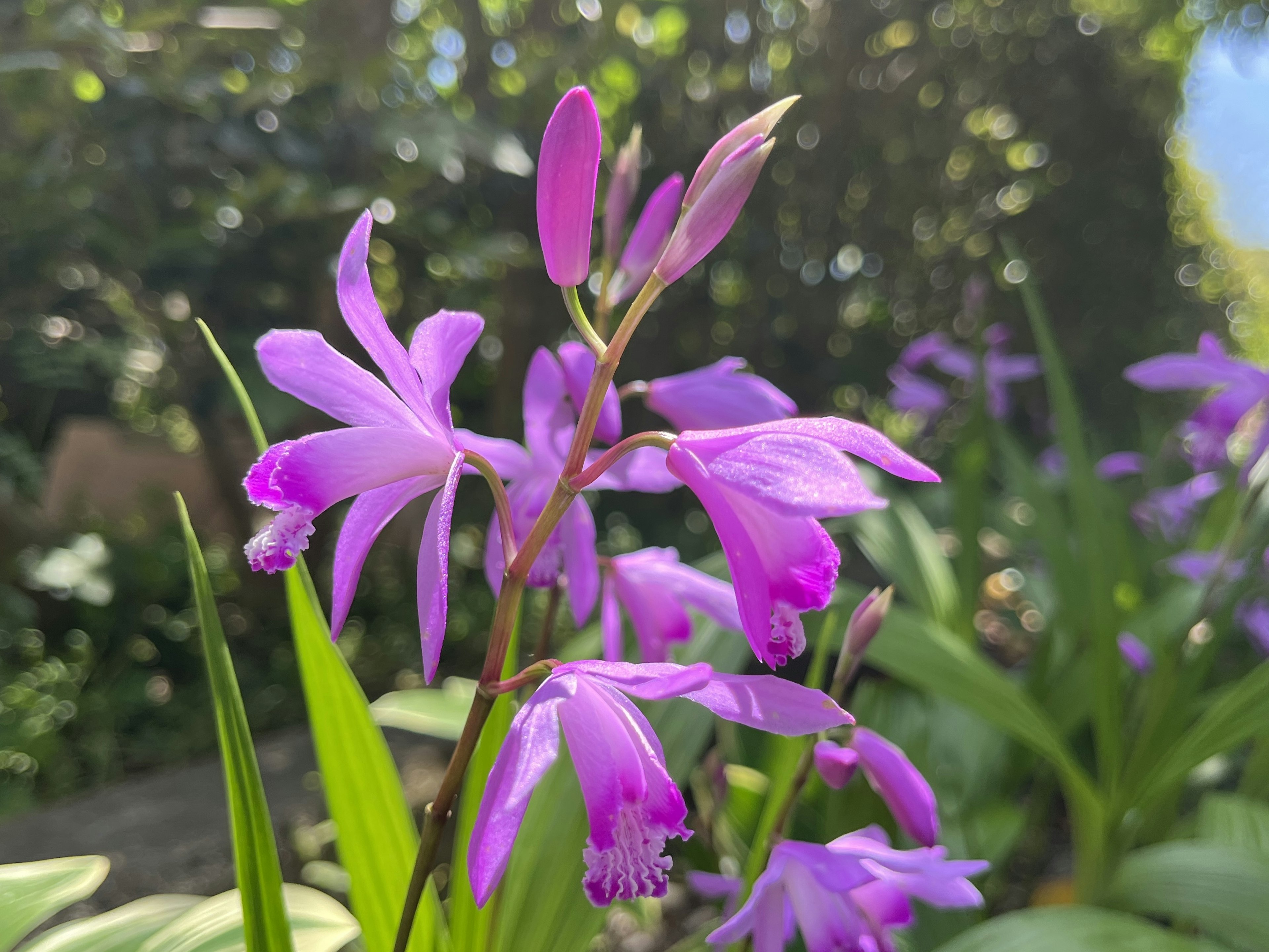 Close-up photo of vibrant purple flowers on a plant