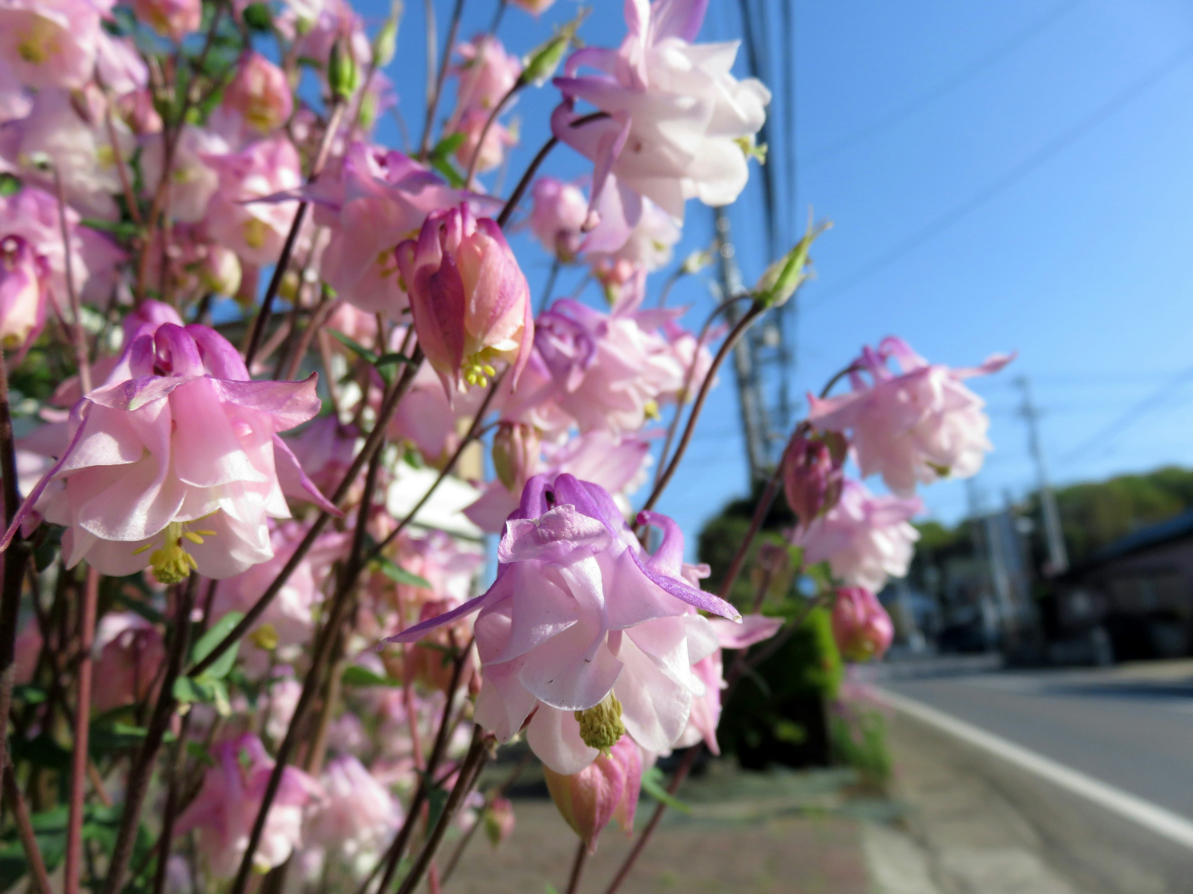 ピンクと白の花が咲いている植物のクローズアップ写真で、背景には青い空と道路が見える