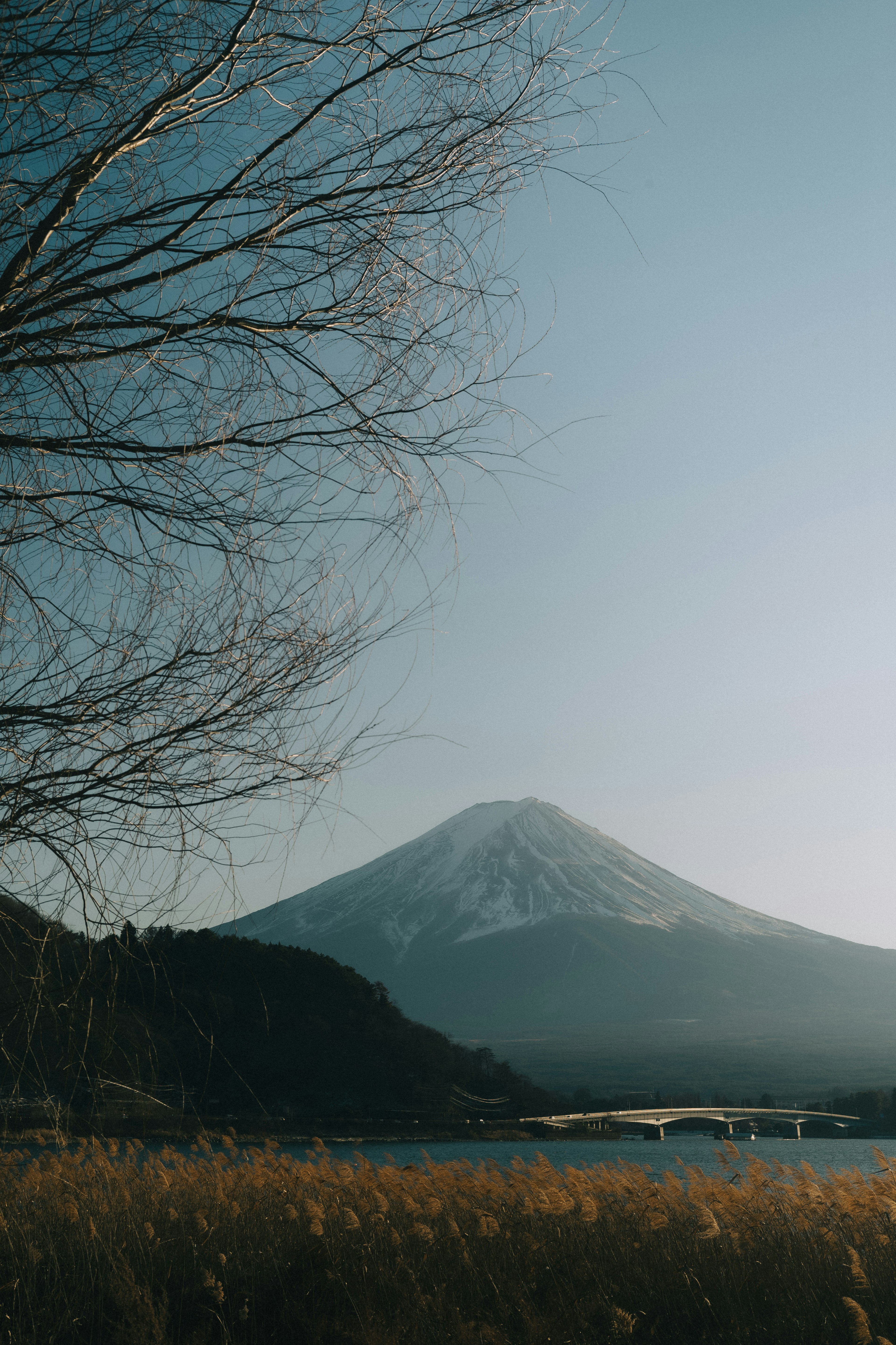 Vista del monte Fuji e di un lago tranquillo con rami d'albero secchi in primo piano