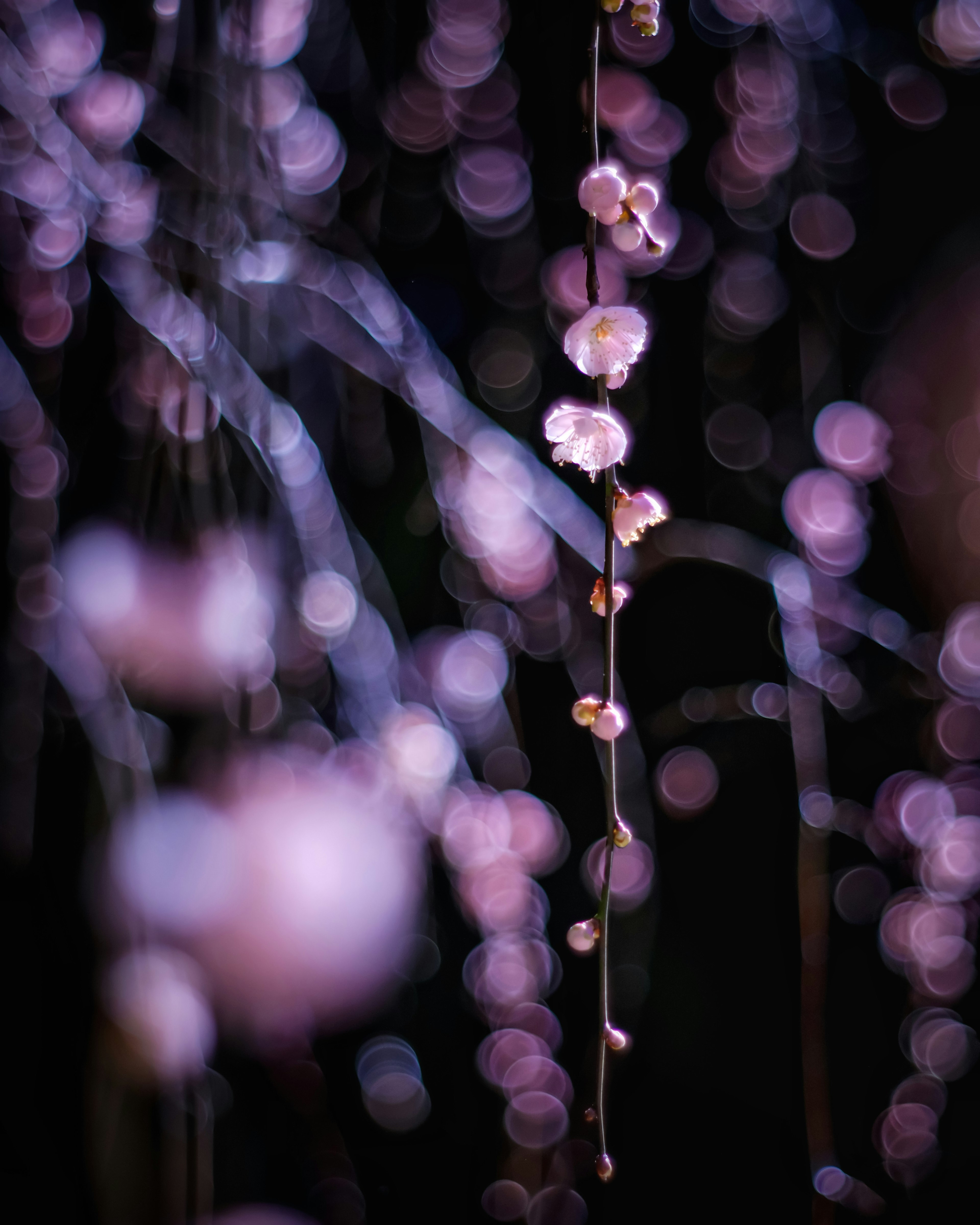 暗い背景にぼかされた紫色の花の枝が垂れ下がっている