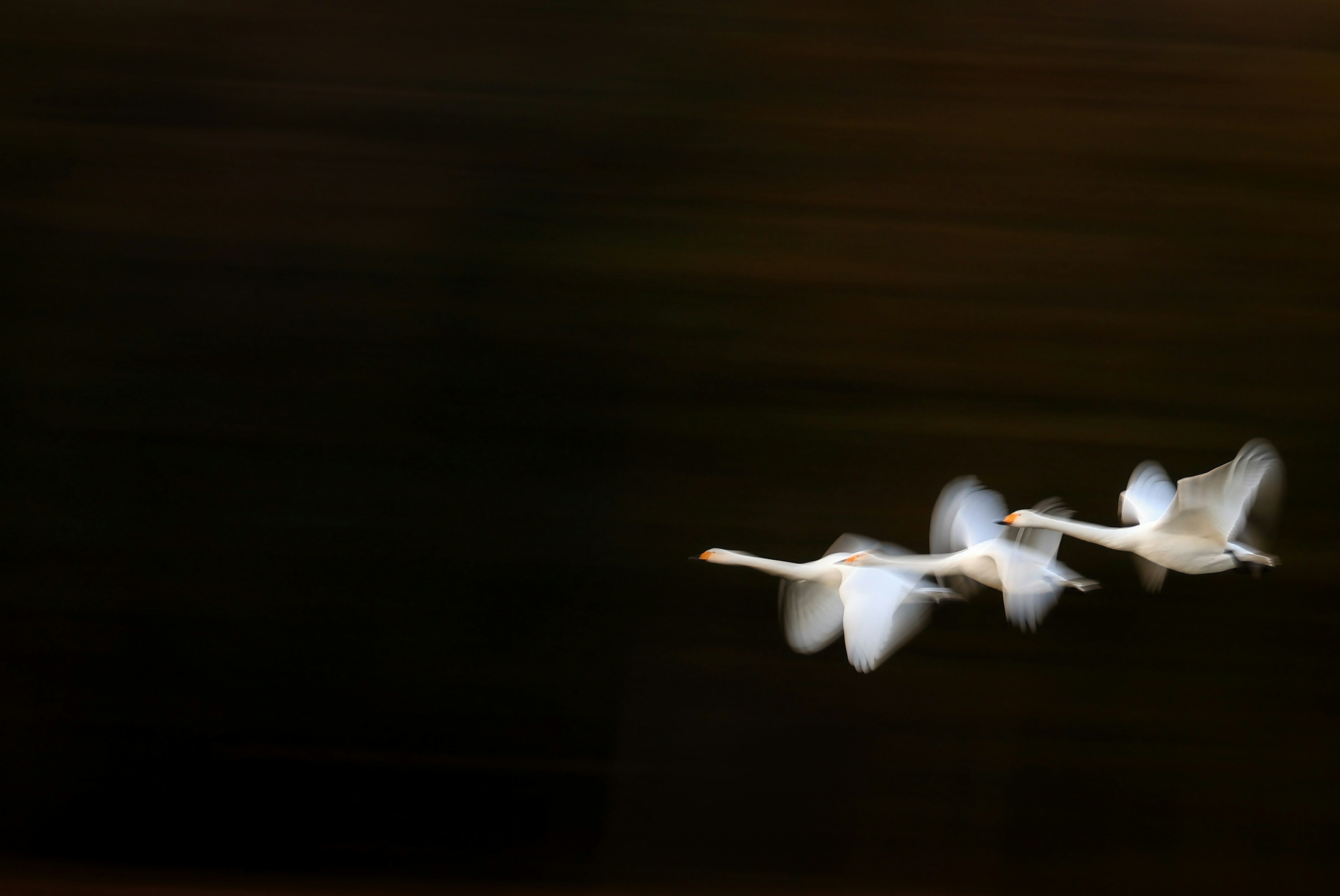 Une image dynamique de cygnes en vol