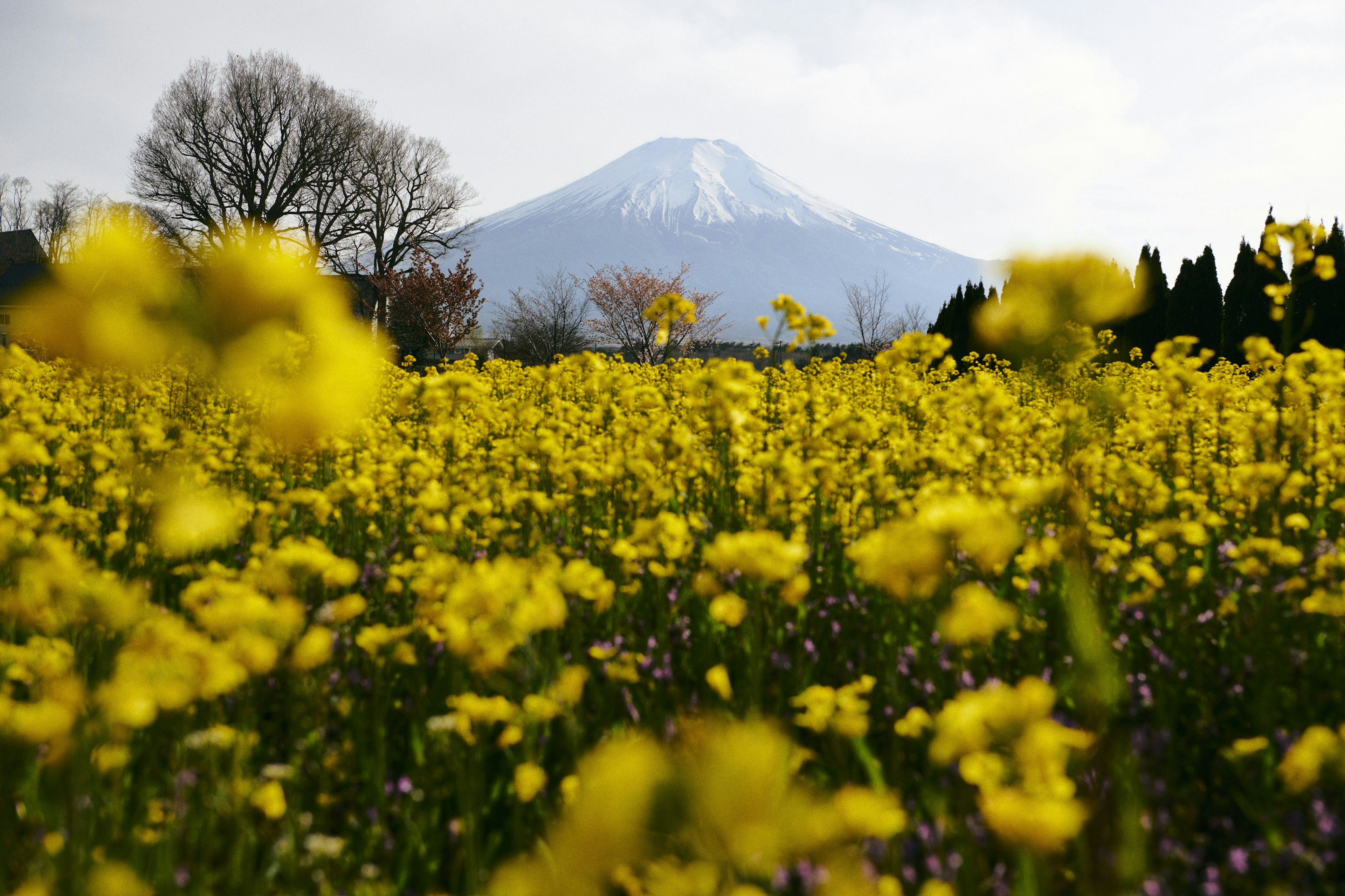 Field of yellow flowers with a snow-capped mountain in the background